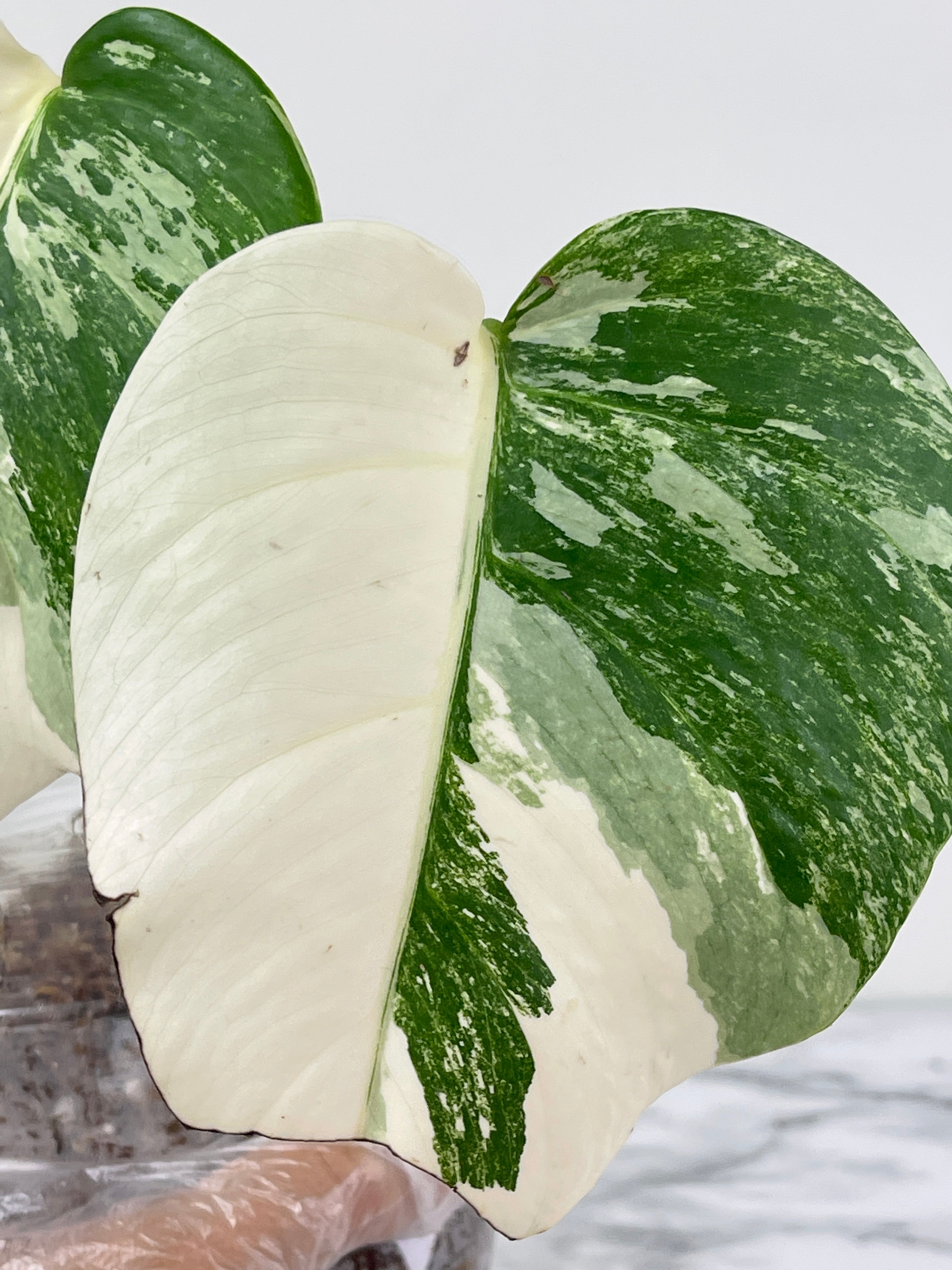 Monstera Albo Borsigiana Rooted 2 leaves