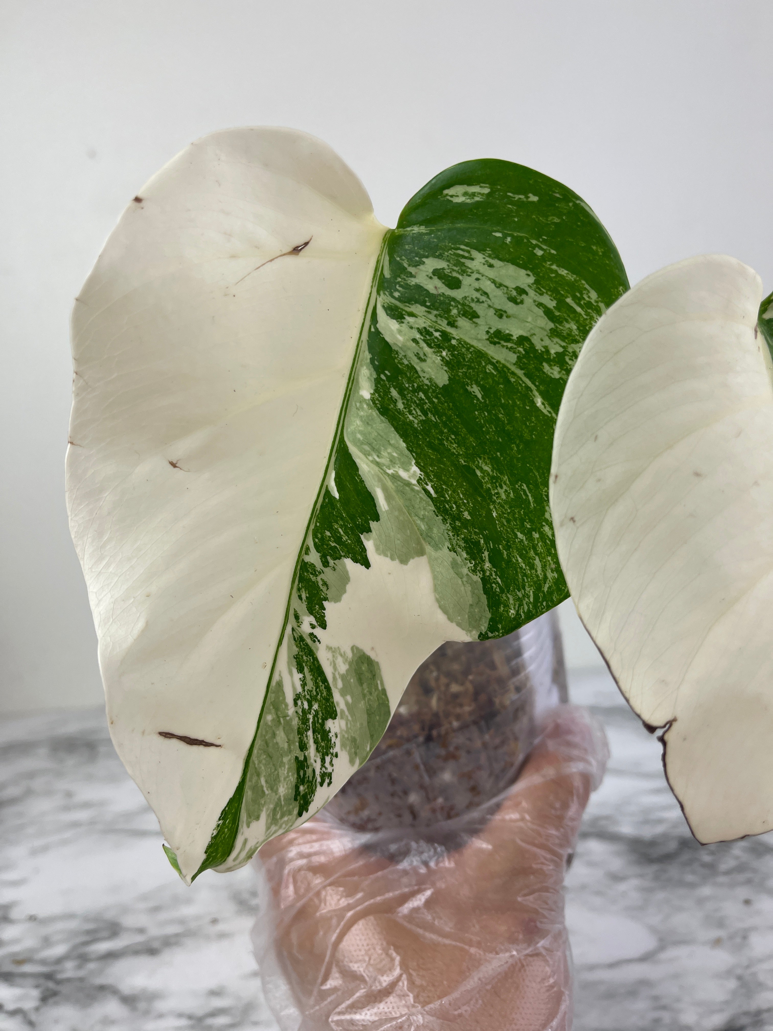 Monstera Albo Borsigiana Rooted 2 leaves