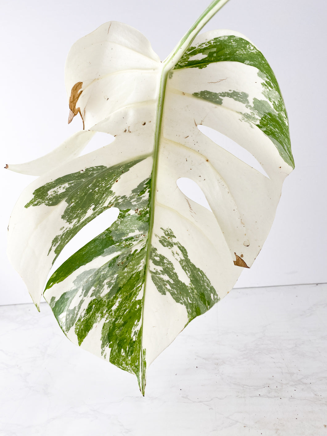 Monstera Albo White Tiger 1 leaf 1 sprout Rooting