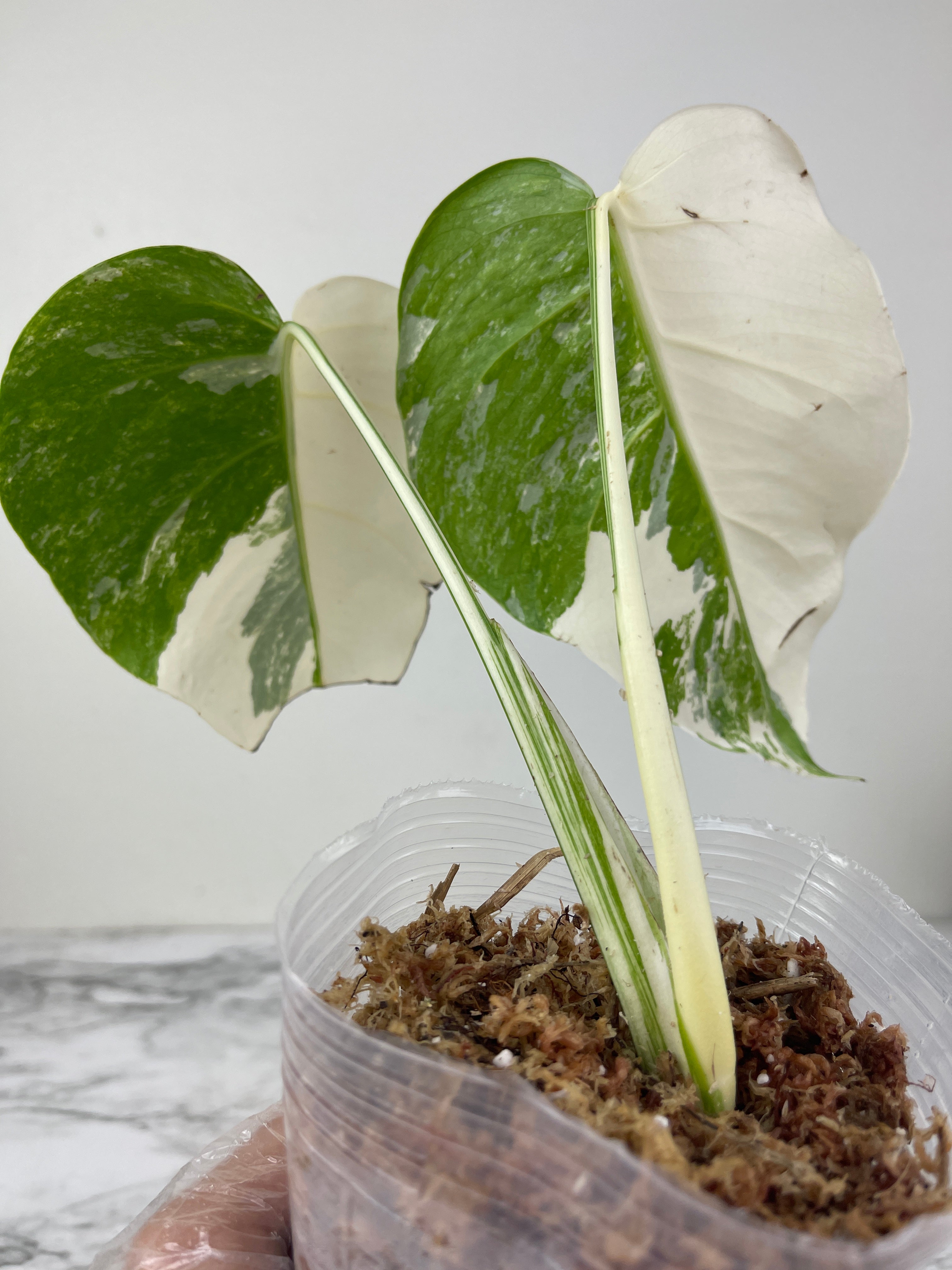 Monstera Albo Borsigiana Rooted 2 leaves