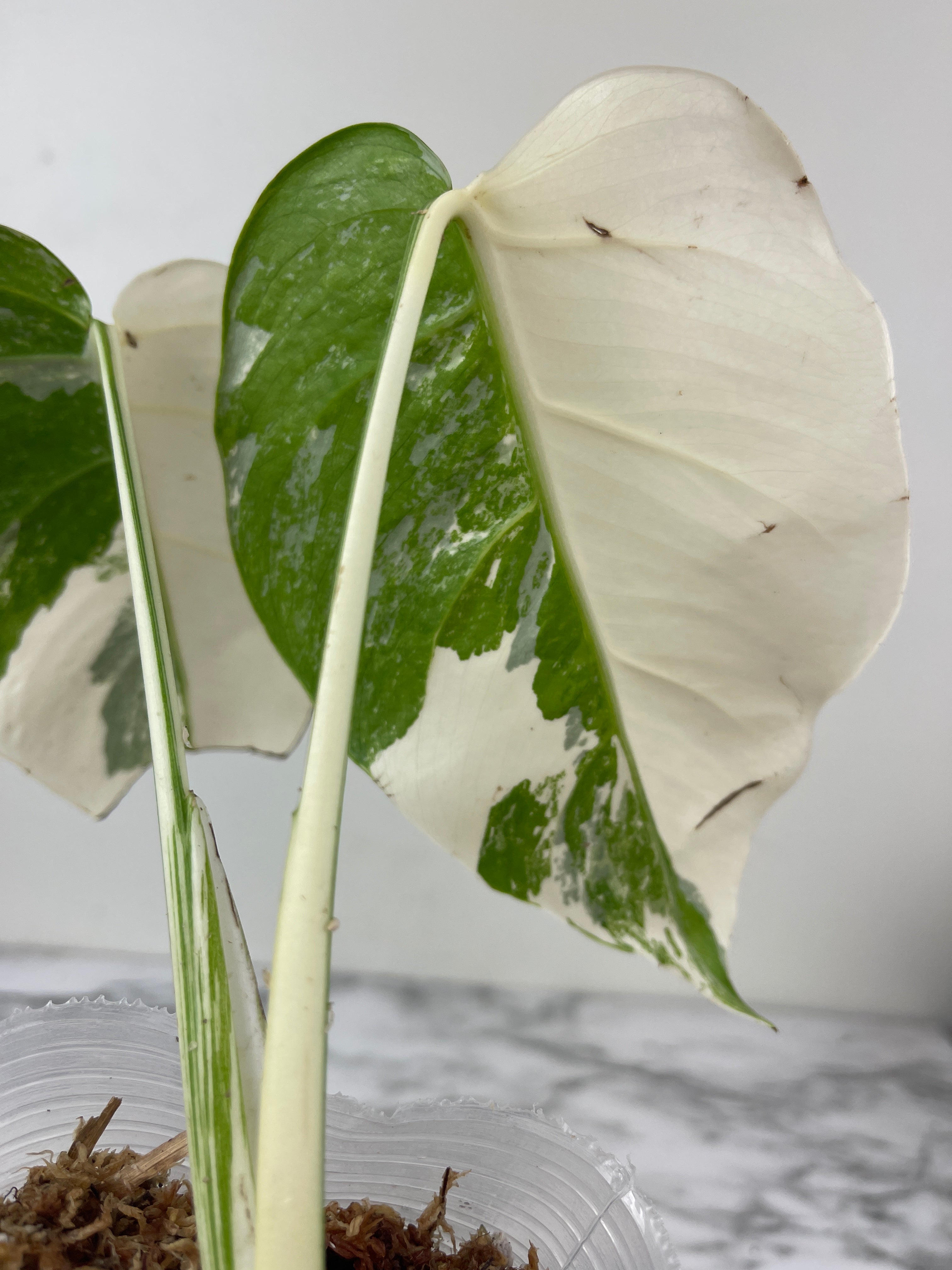 Monstera Albo Borsigiana Rooted 2 leaves