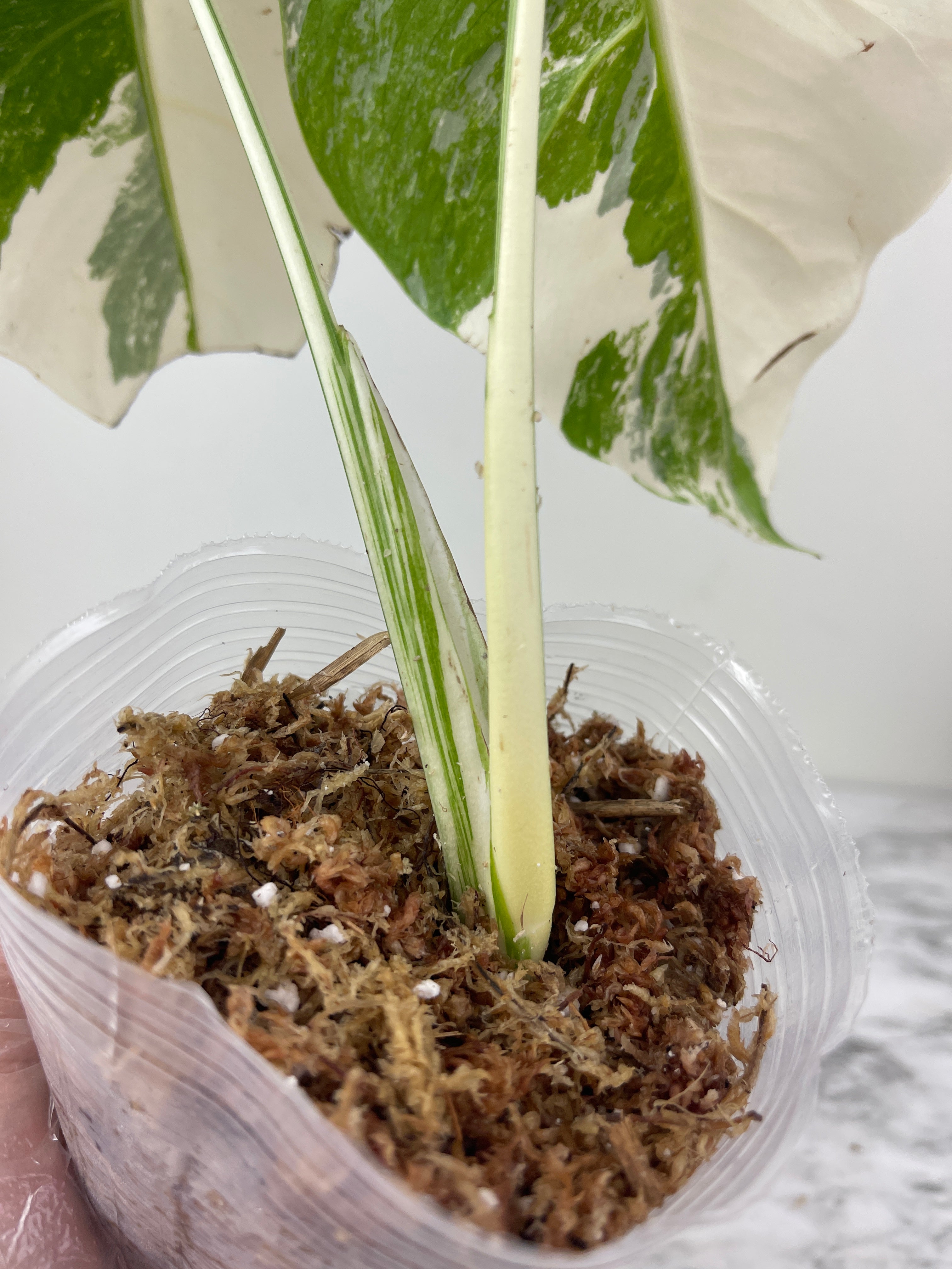 Monstera Albo Borsigiana Rooted 2 leaves