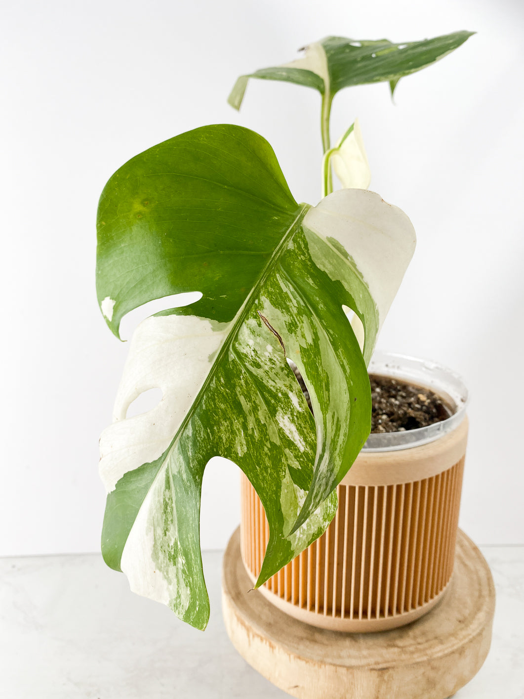 Monstera White tiger Slightly Rooted 3 leaves Top Cutting