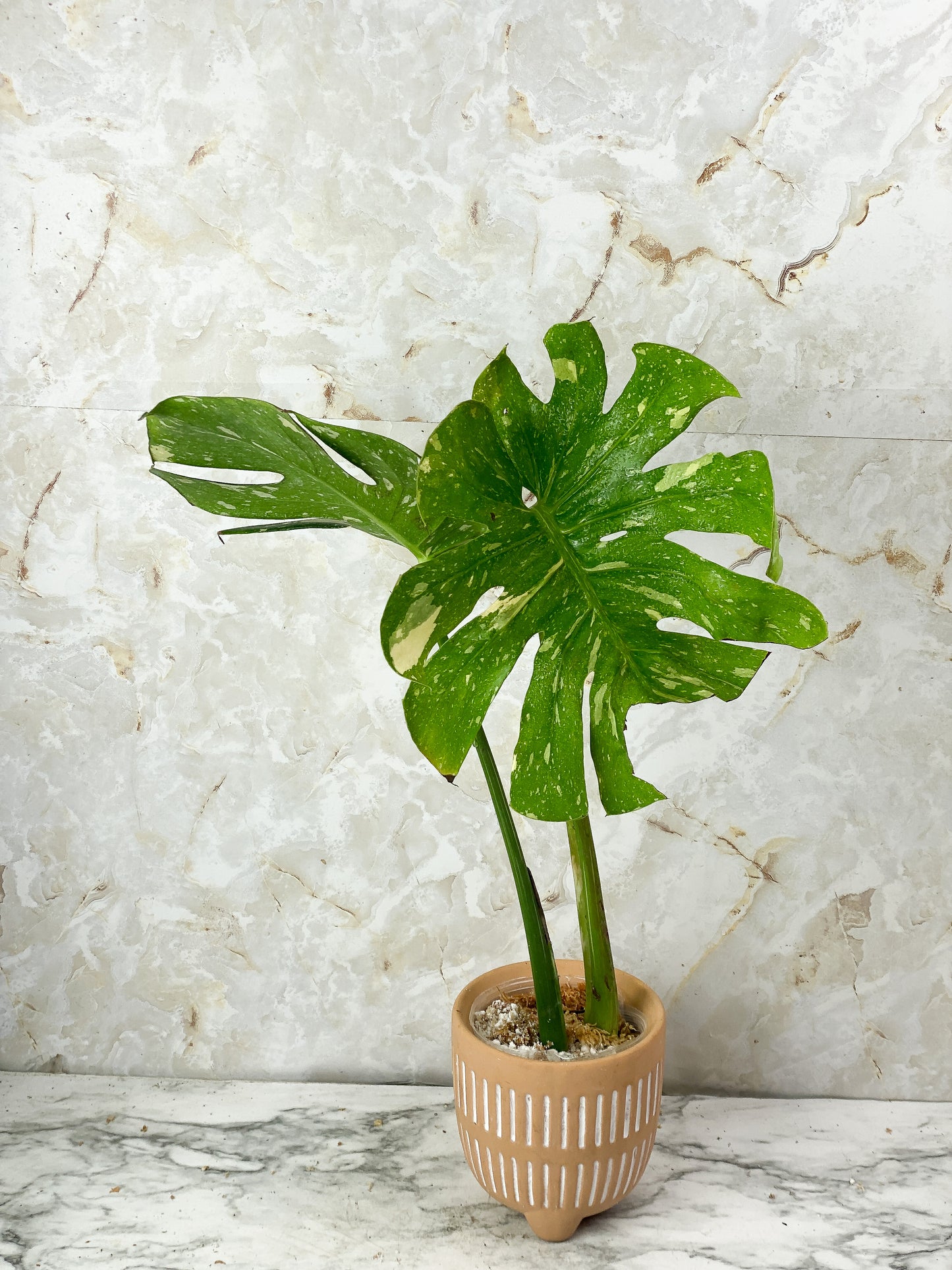 Monstera Thai Constellation Slightly Rooted 2 highly variegated leaves