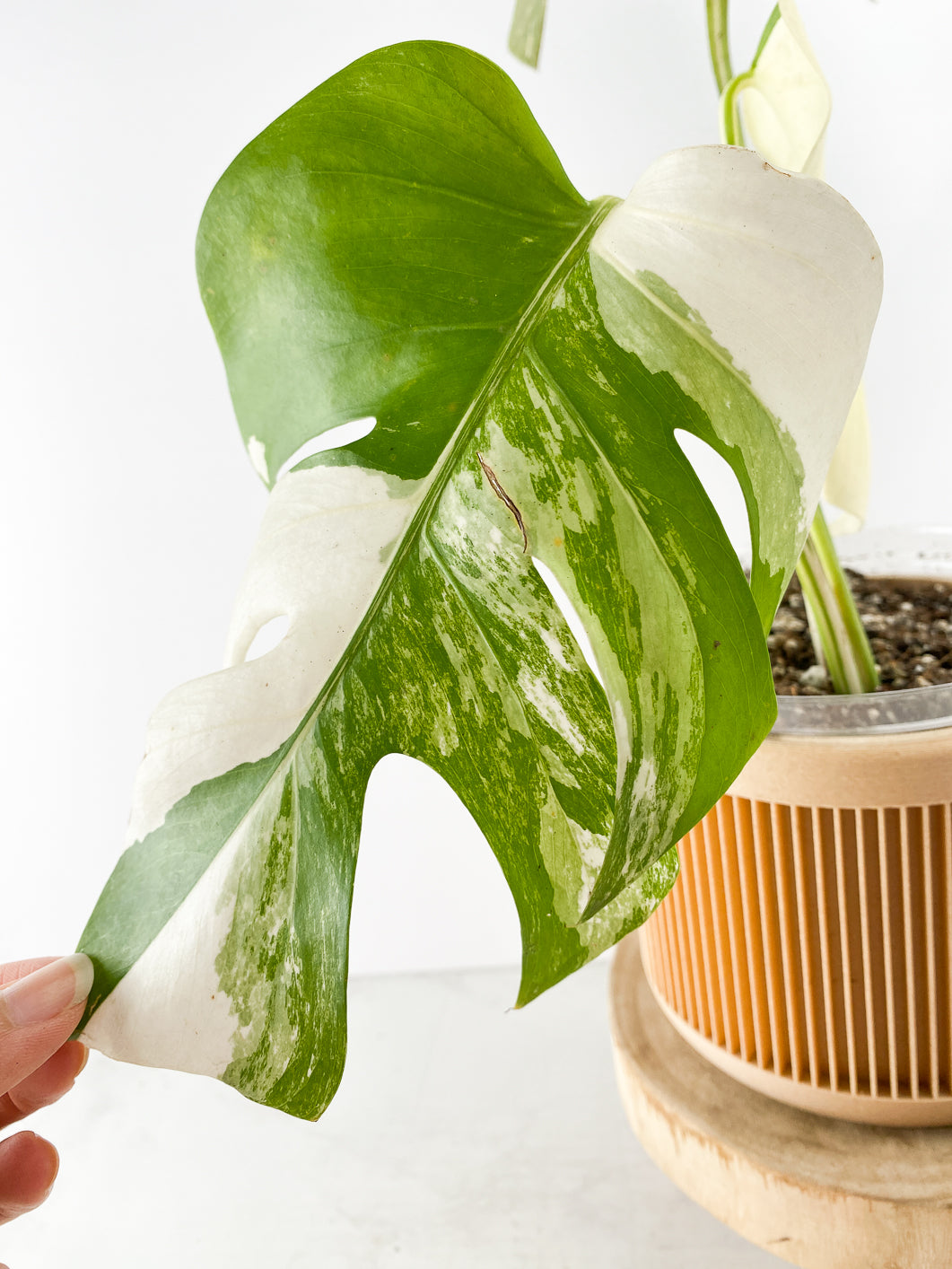 Monstera White tiger Slightly Rooted 3 leaves Top Cutting