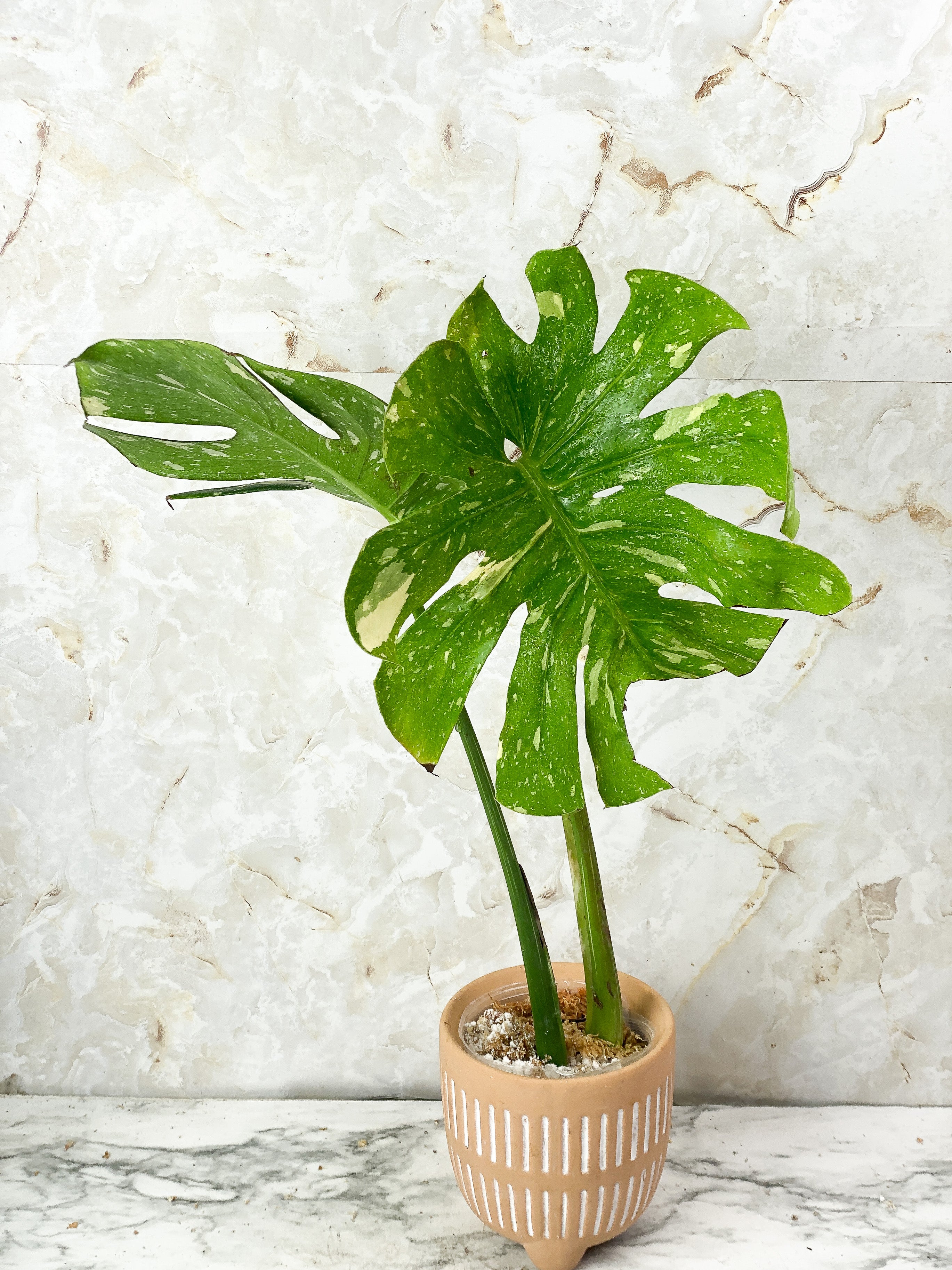 Monstera Thai Constellation Slightly Rooted 2 highly variegated leaves