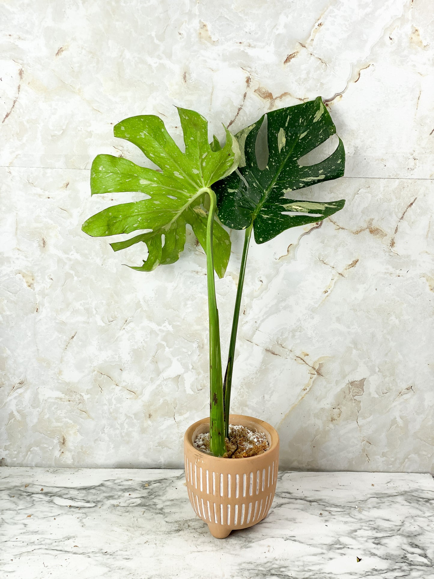 Monstera Thai Constellation Slightly Rooted 2 highly variegated leaves