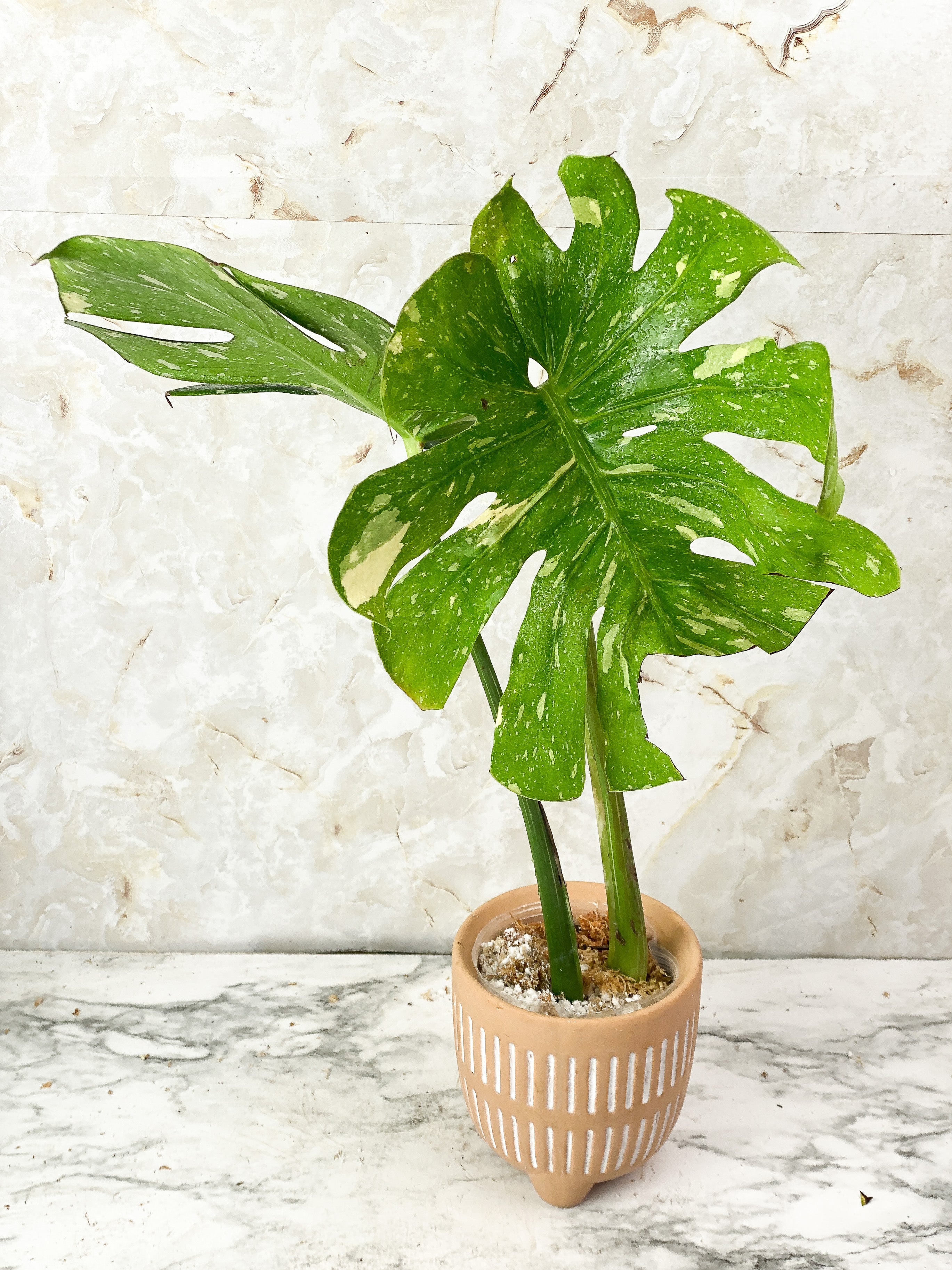 Monstera Thai Constellation Slightly Rooted 2 highly variegated leaves