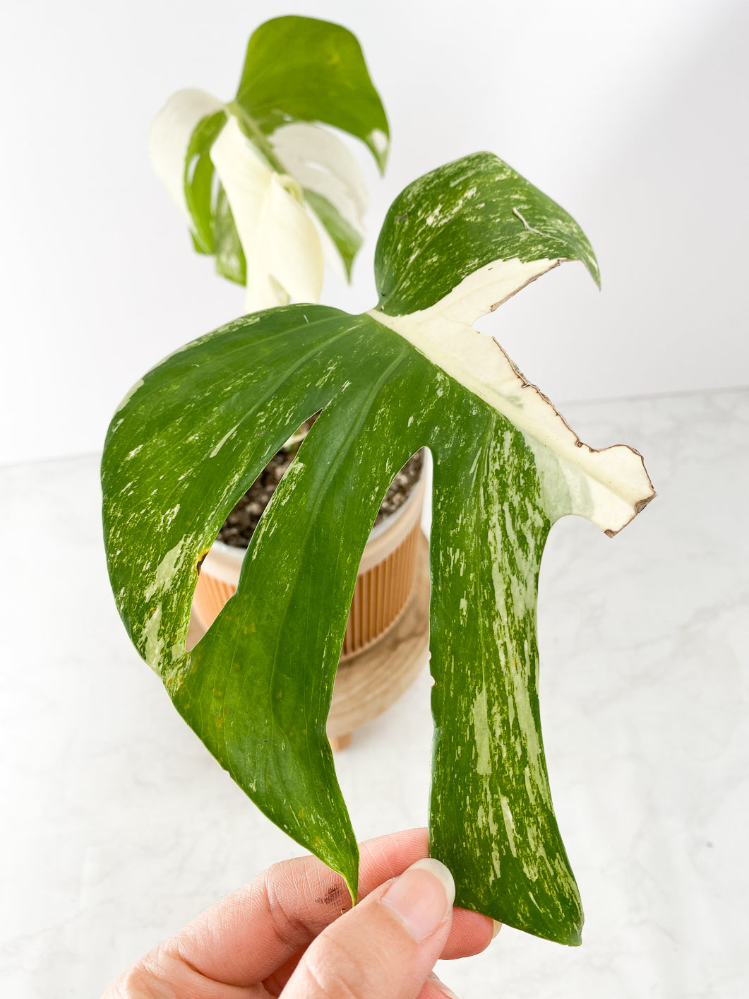Monstera White tiger Slightly Rooted 3 leaves Top Cutting