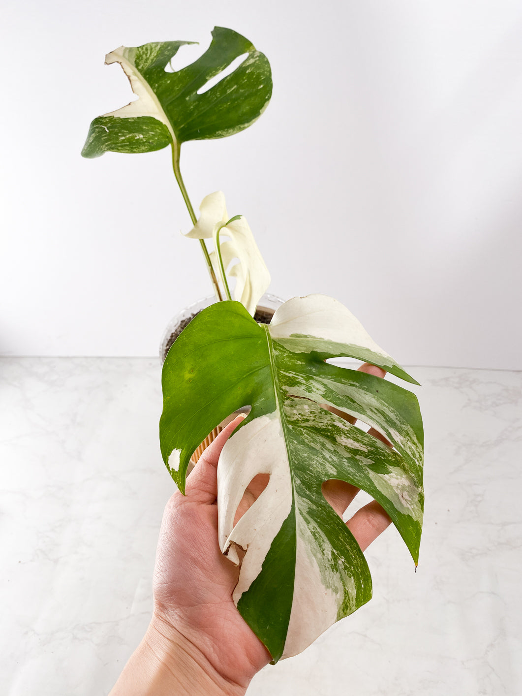 Monstera White tiger Slightly Rooted 3 leaves Top Cutting