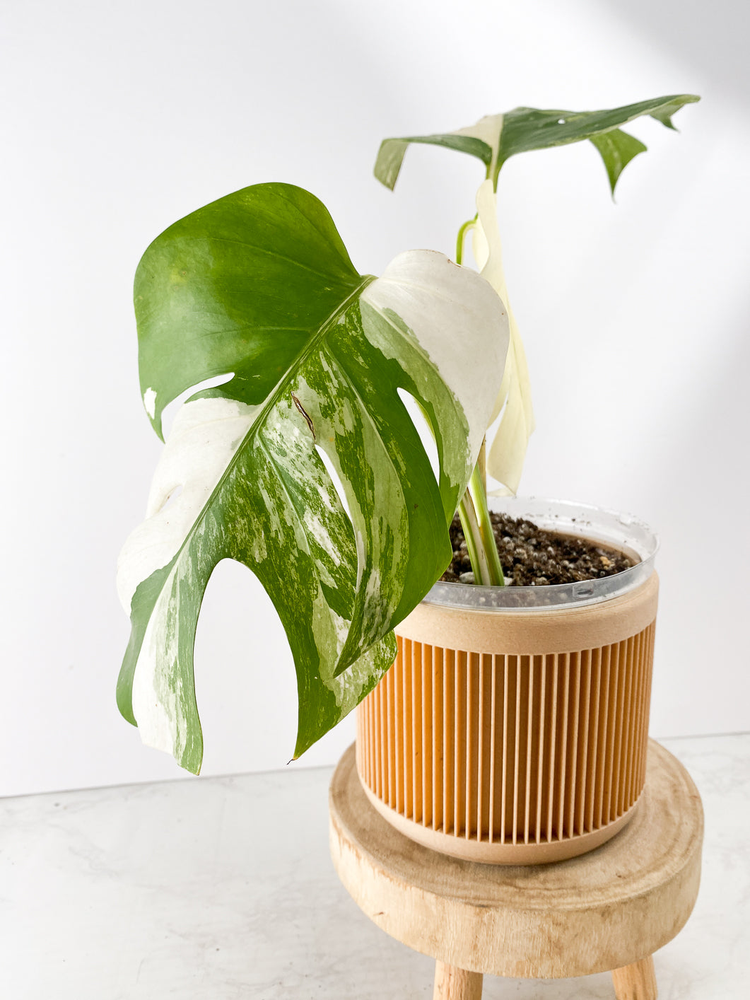 Monstera White tiger Slightly Rooted 3 leaves Top Cutting