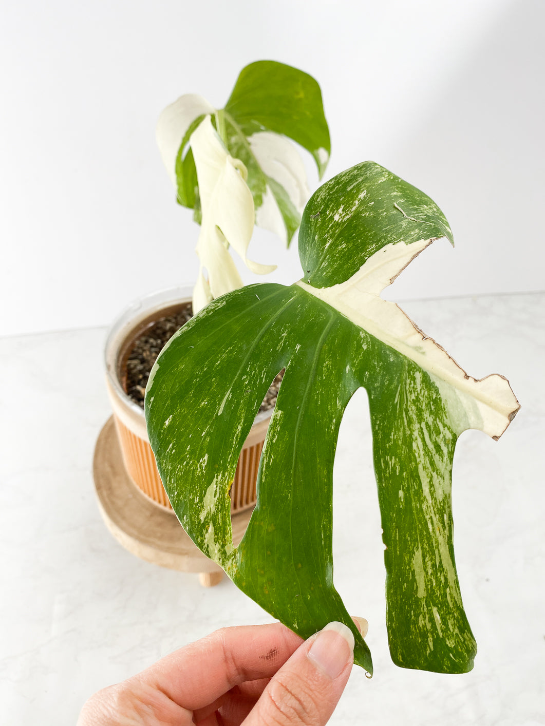 Monstera White tiger Slightly Rooted 3 leaves Top Cutting