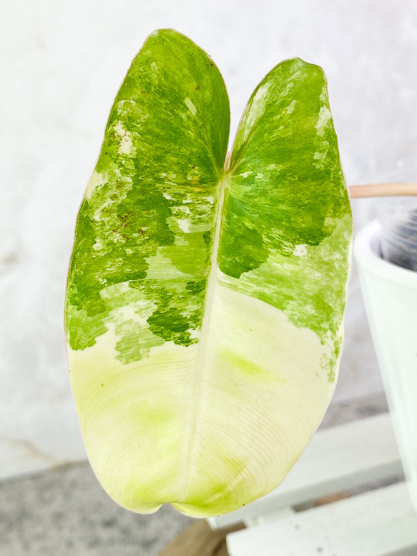 Philodendron Burle Marx variegated 1 leaf 1 sprout Rooted