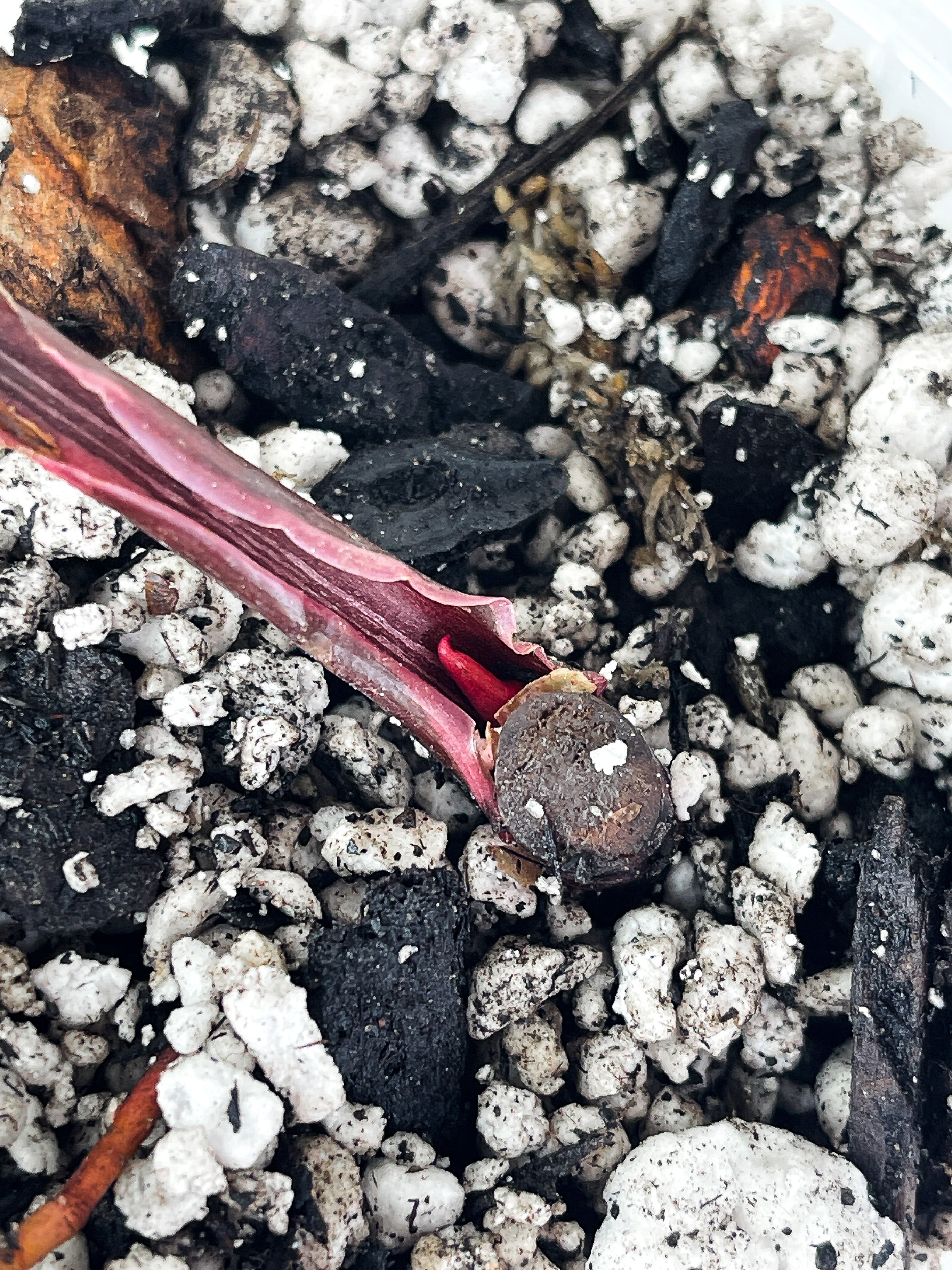 Philodendron Pink Princess rooted. 1 leaf and 1 new sprout