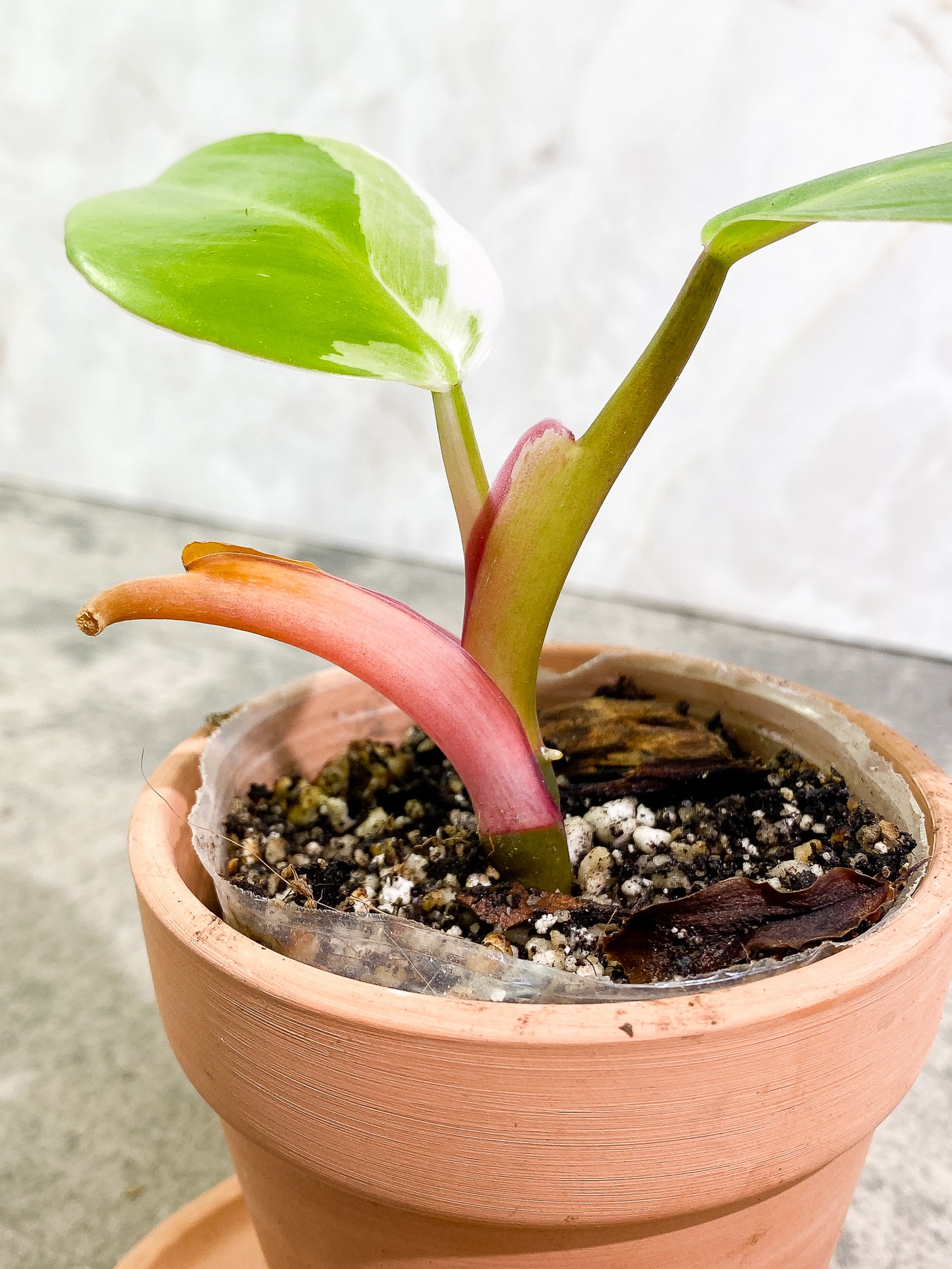 Philodendron White Princess 2 leaves fully rooted