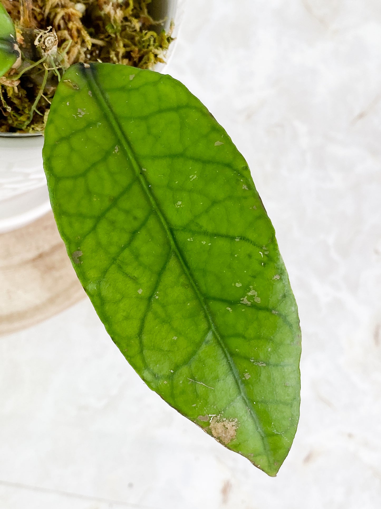 Hoya sp aceh Rooted 2 leaves