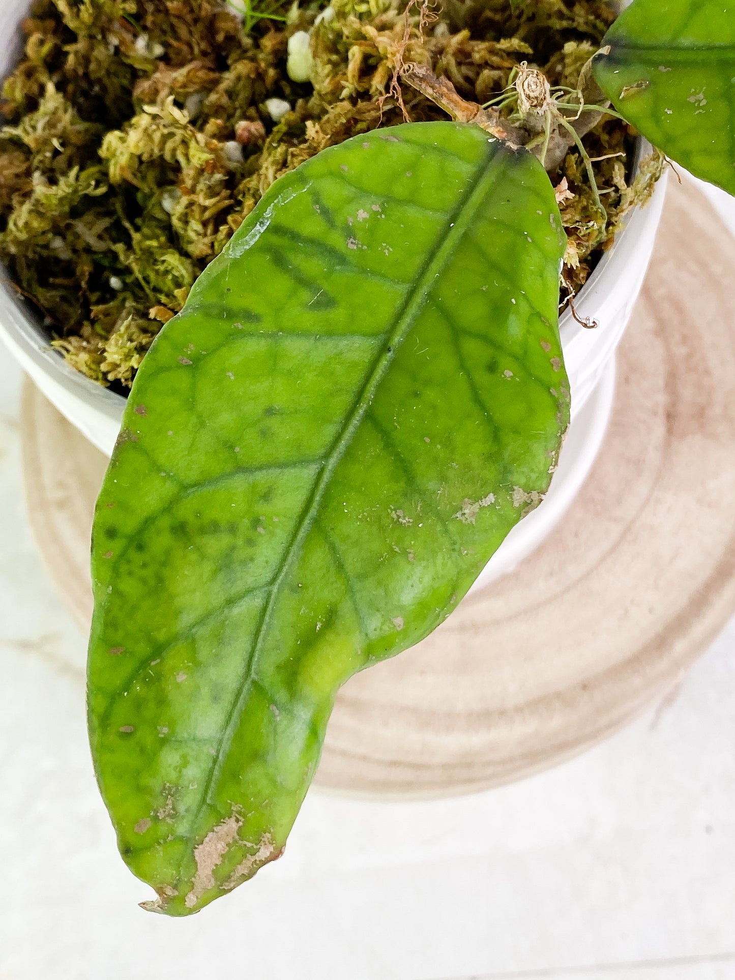 Hoya sp aceh Rooted 2 leaves