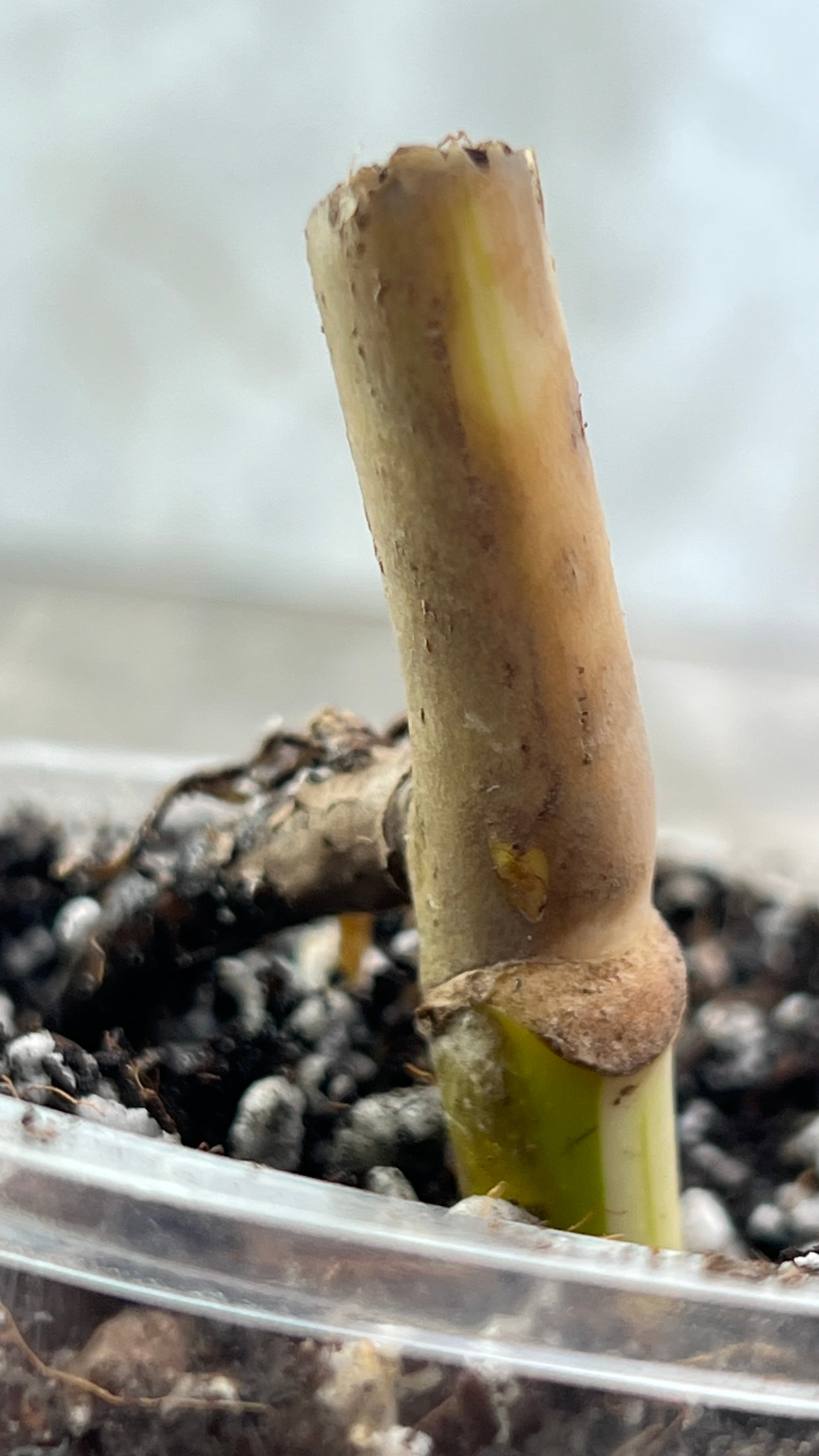 Private sale: Monstera albo rooted node