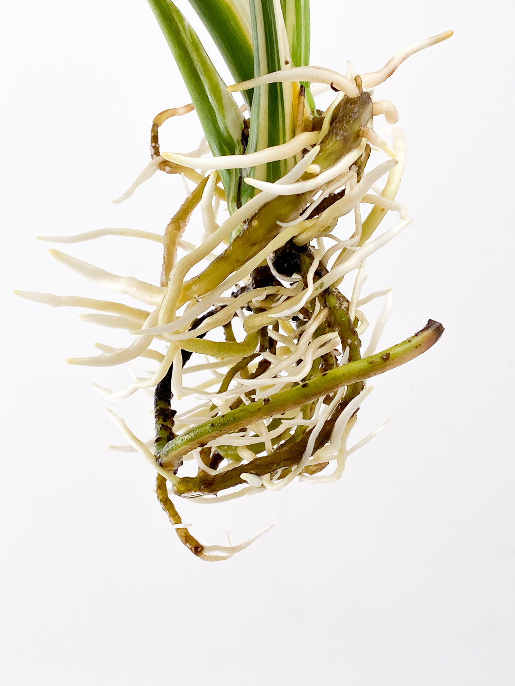 Monstera Thai Constellation 4 leaves