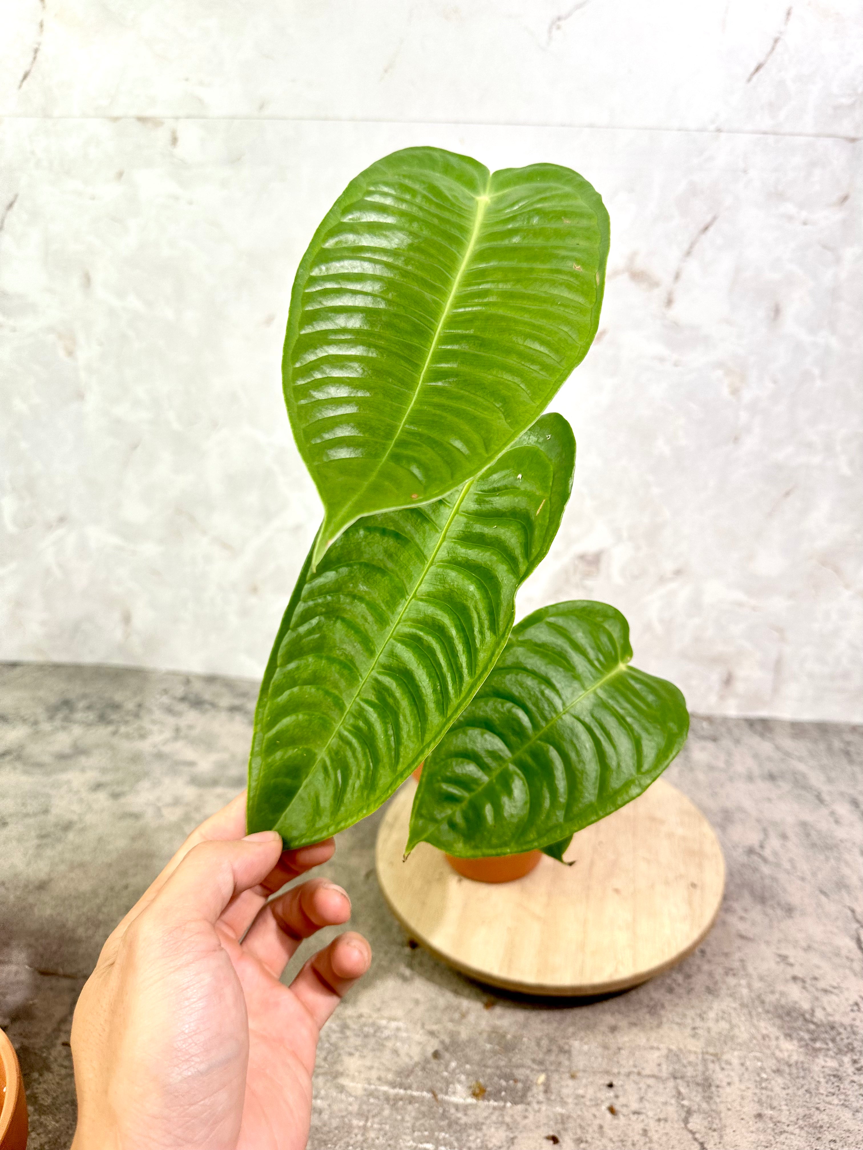Anthurium Veitchii Super Narrow Form Rooted 4 leaves