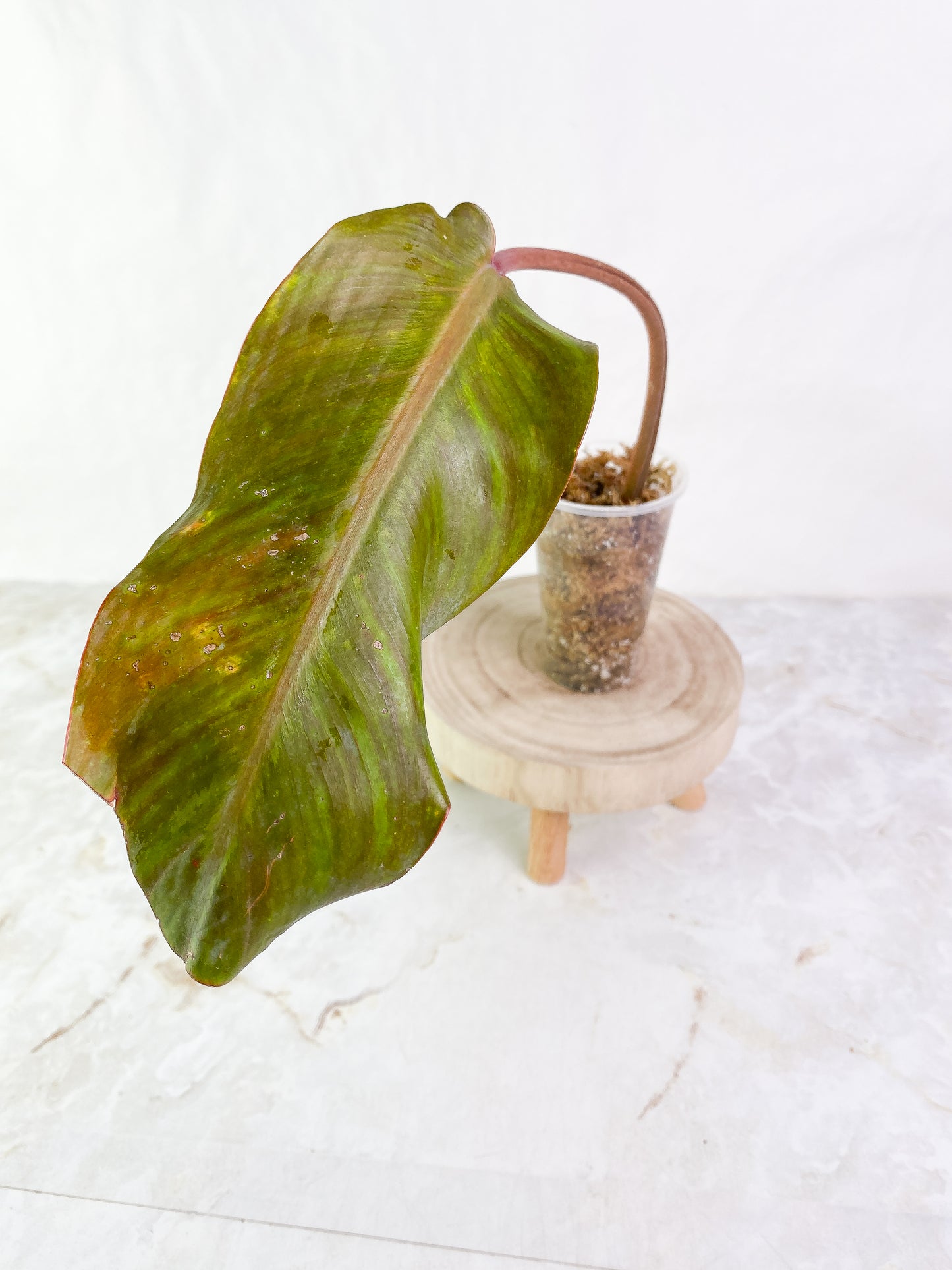 Philodendron  orange marmalade Rooting  1 leaf