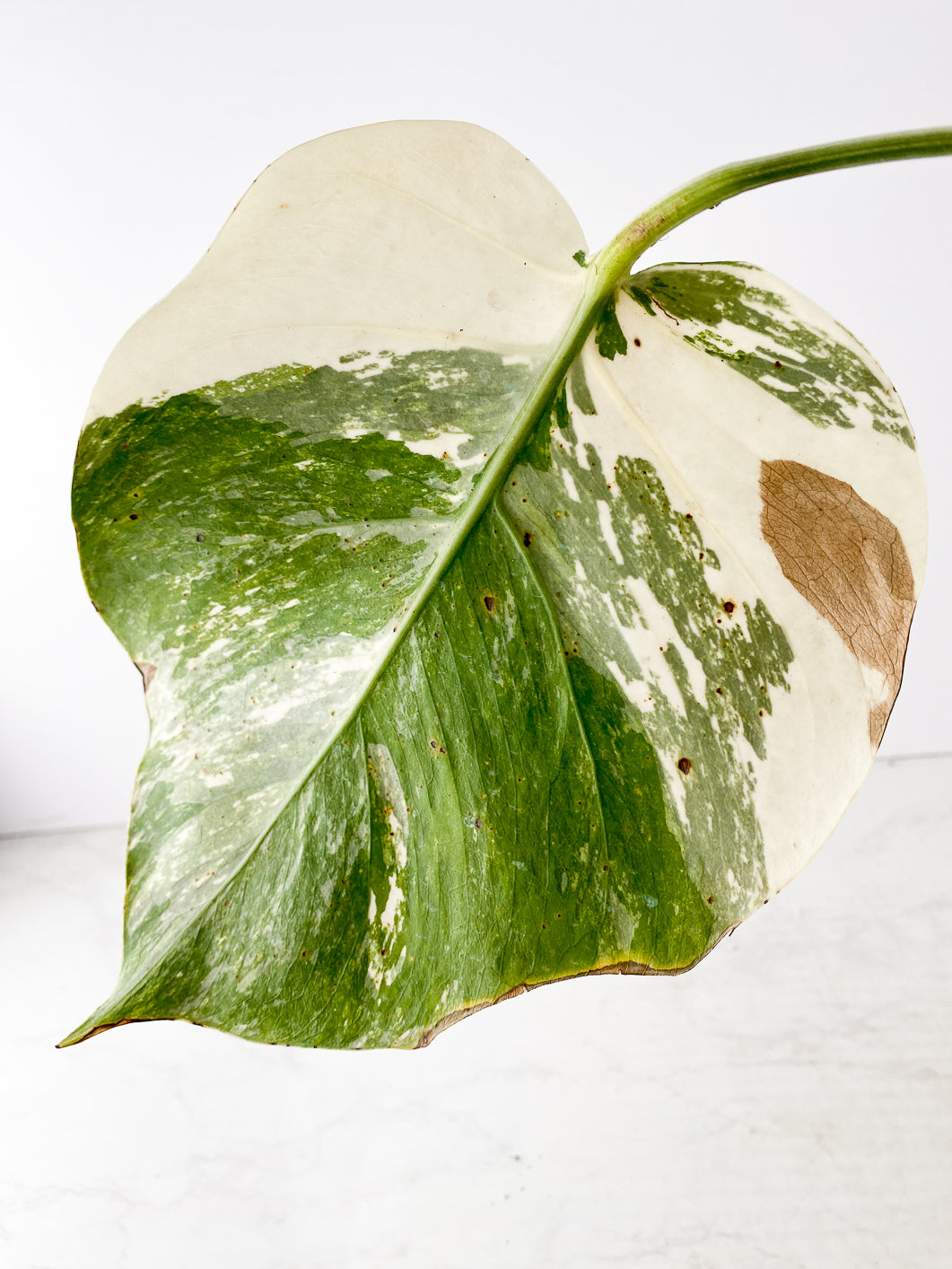 Monstera albo white tiger Rooted 1 leaf