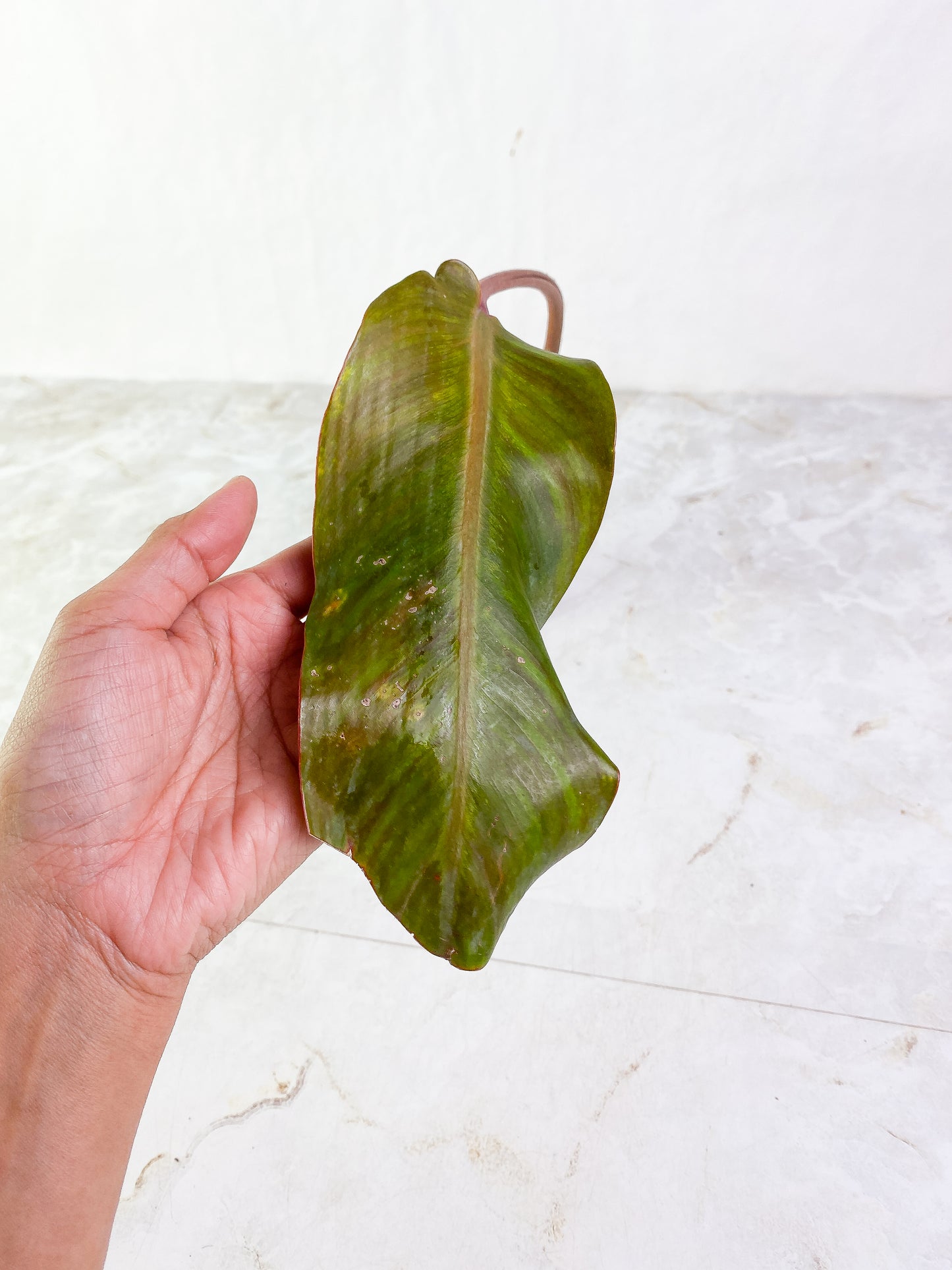 Philodendron  orange marmalade Rooting  1 leaf