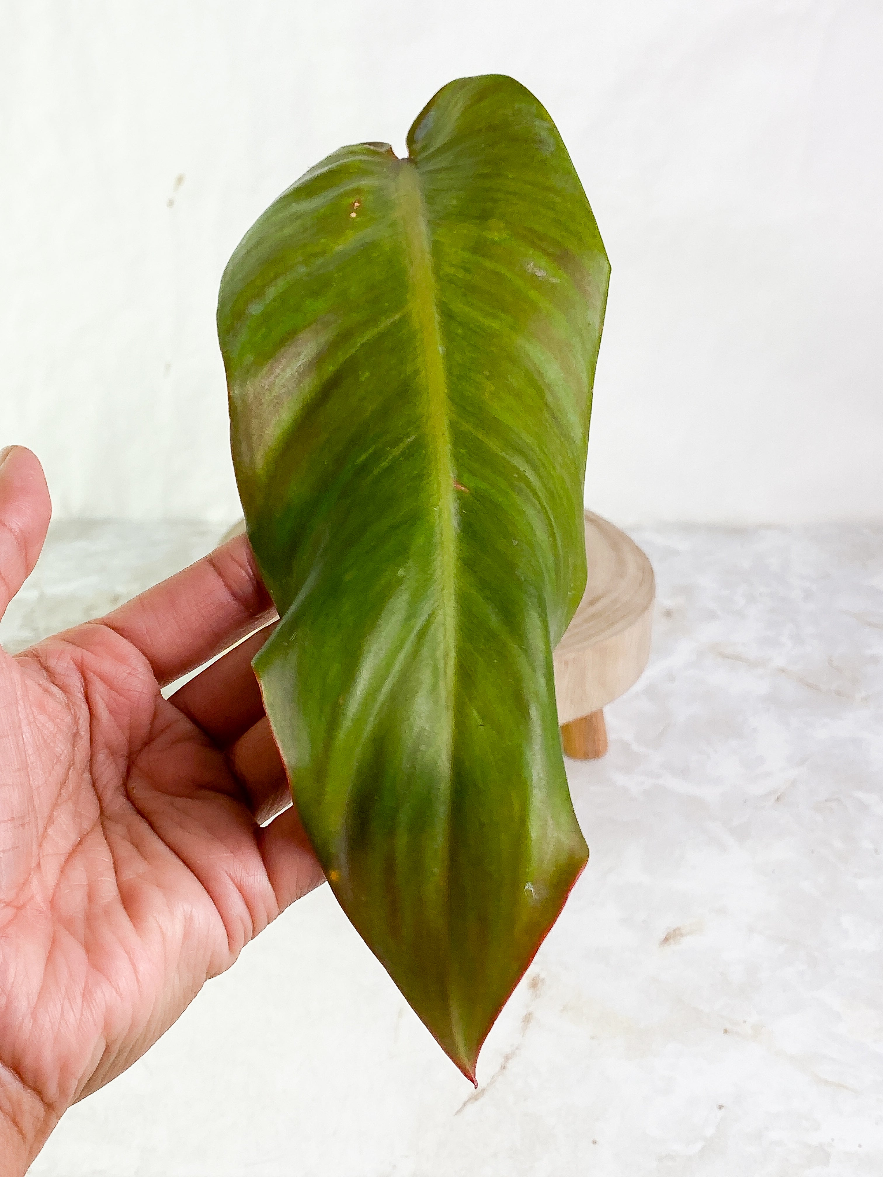 Philodendron  orange marmalade Rooting  1 leaf