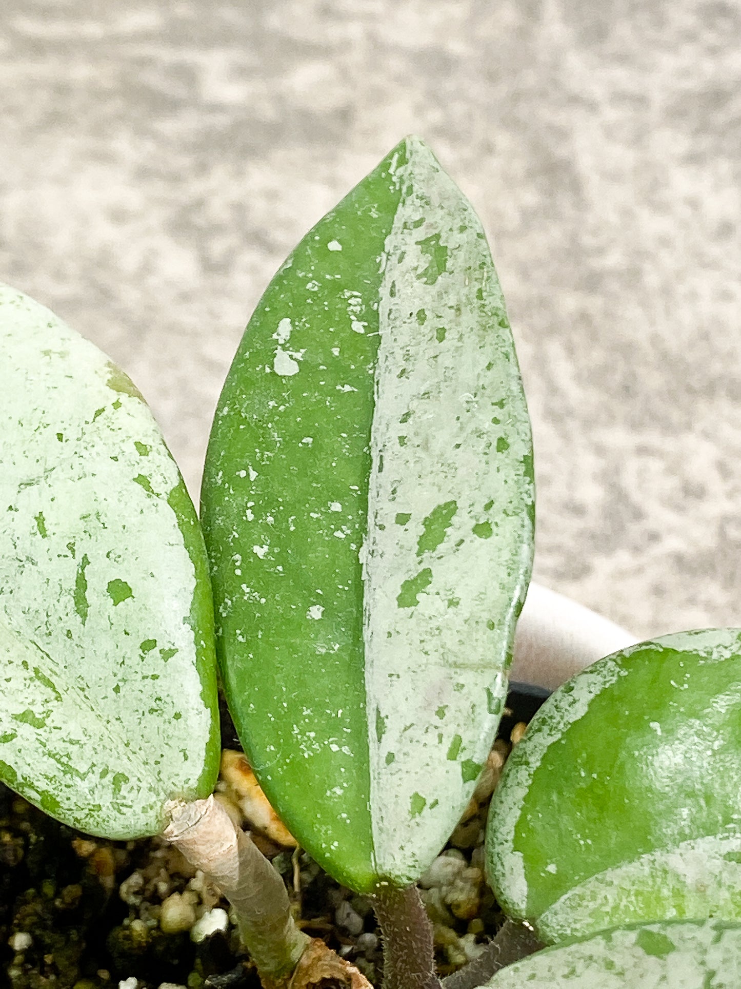 Hoya Wilbur Graves 5 leaves 1 sprout slightly rooted
