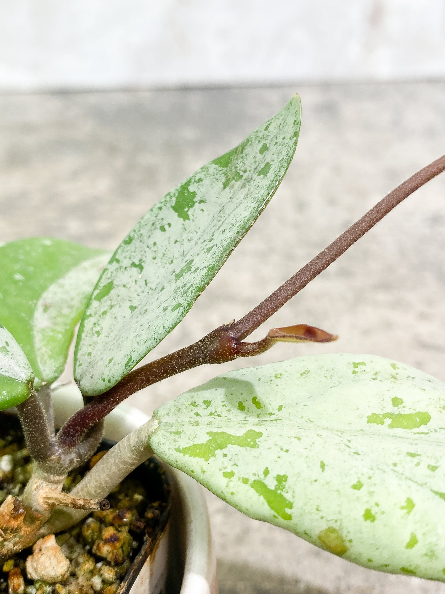 Hoya Wilbur Graves 5 leaves 1 sprout slightly rooted