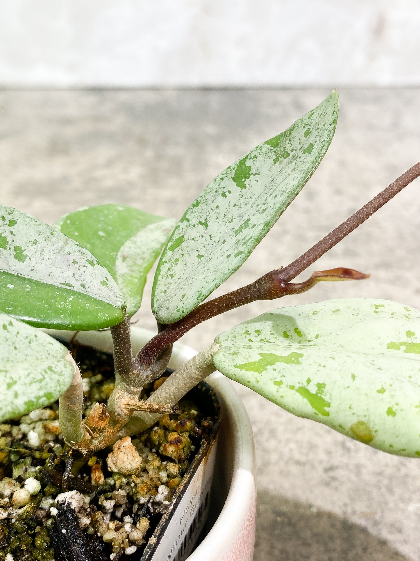 Hoya Wilbur Graves 5 leaves 1 sprout slightly rooted