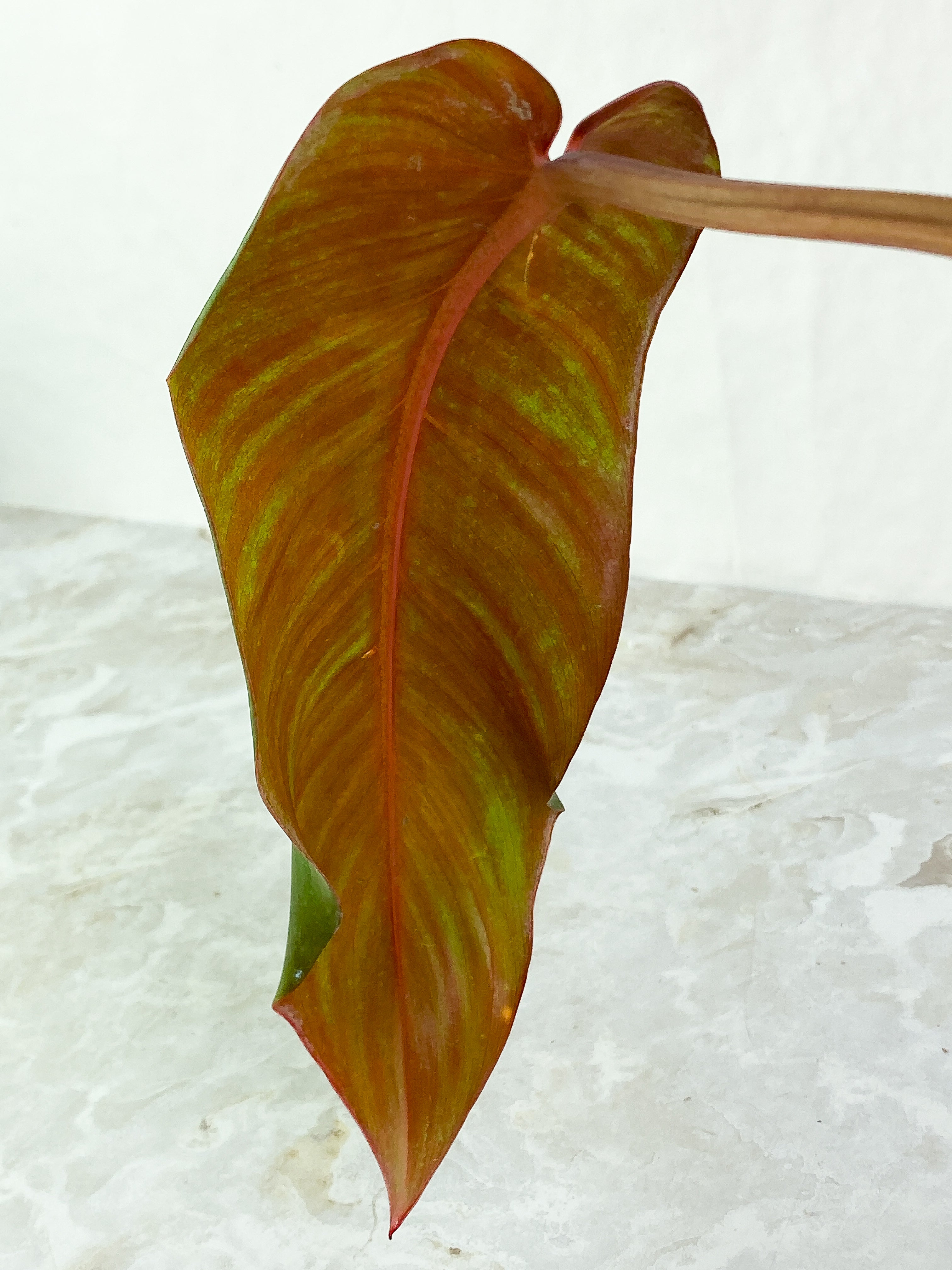 Philodendron  orange marmalade Rooting  1 leaf