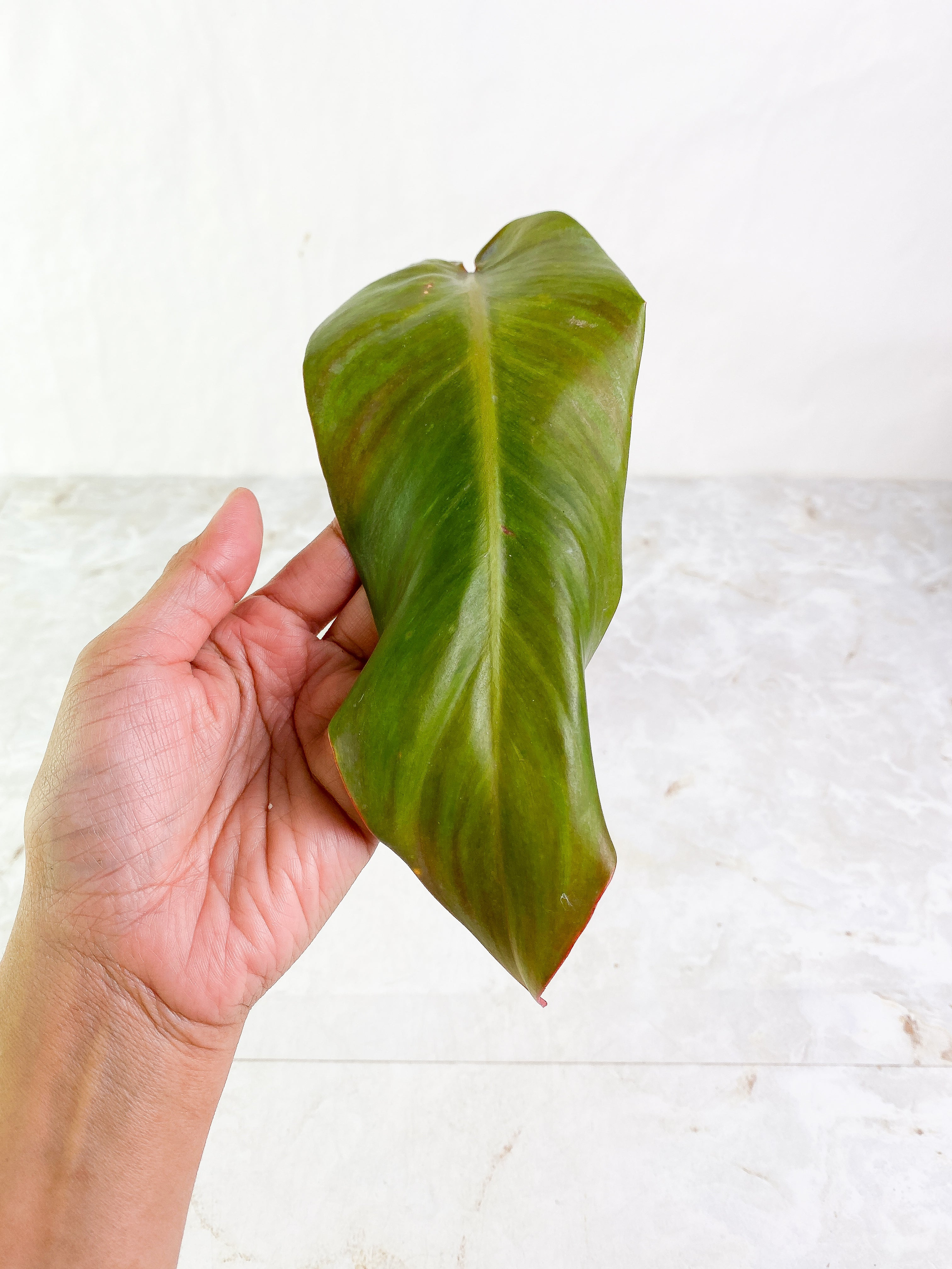 Philodendron  orange marmalade Rooting  1 leaf
