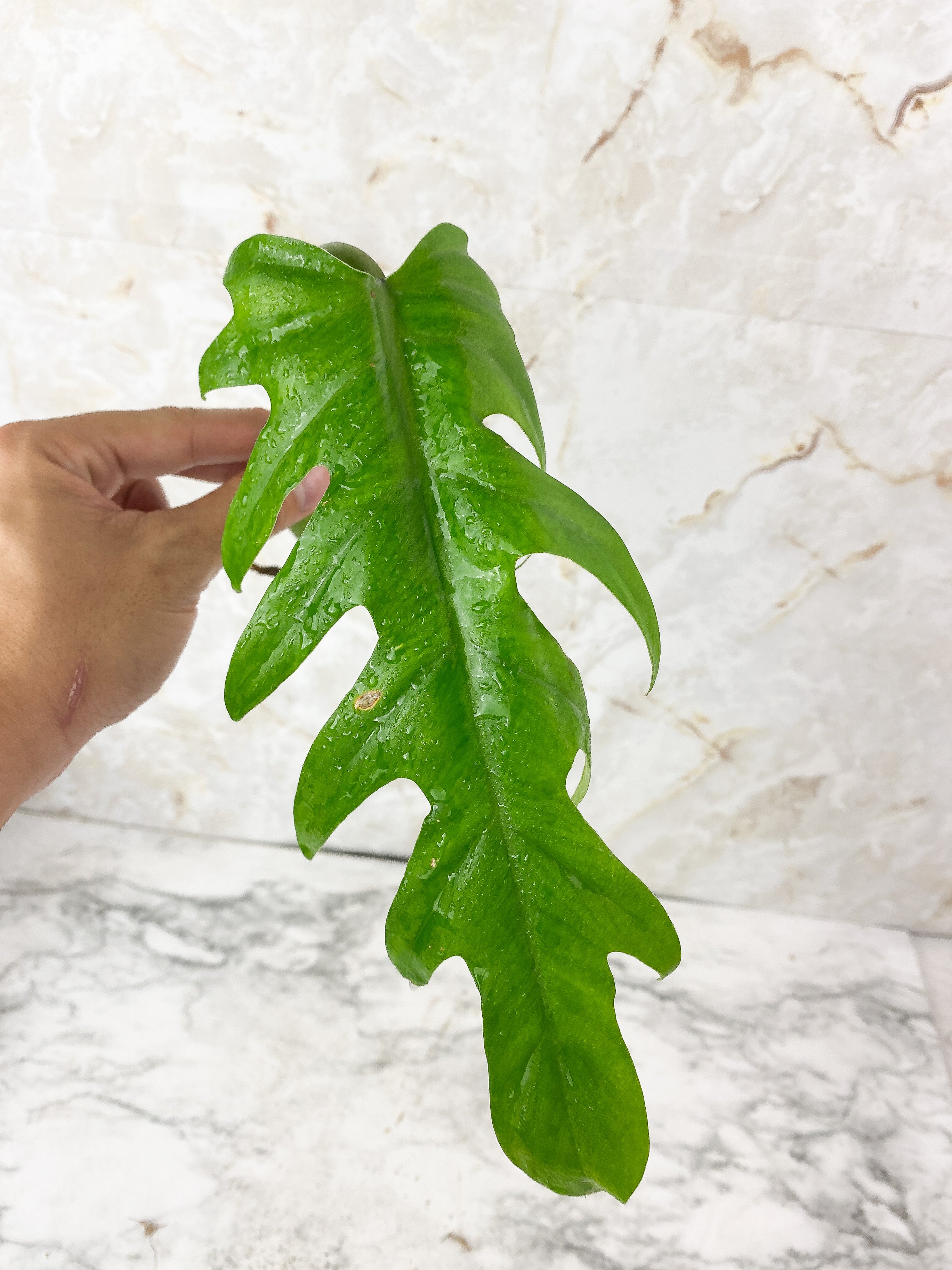 Philodendron Elegans Rooting
