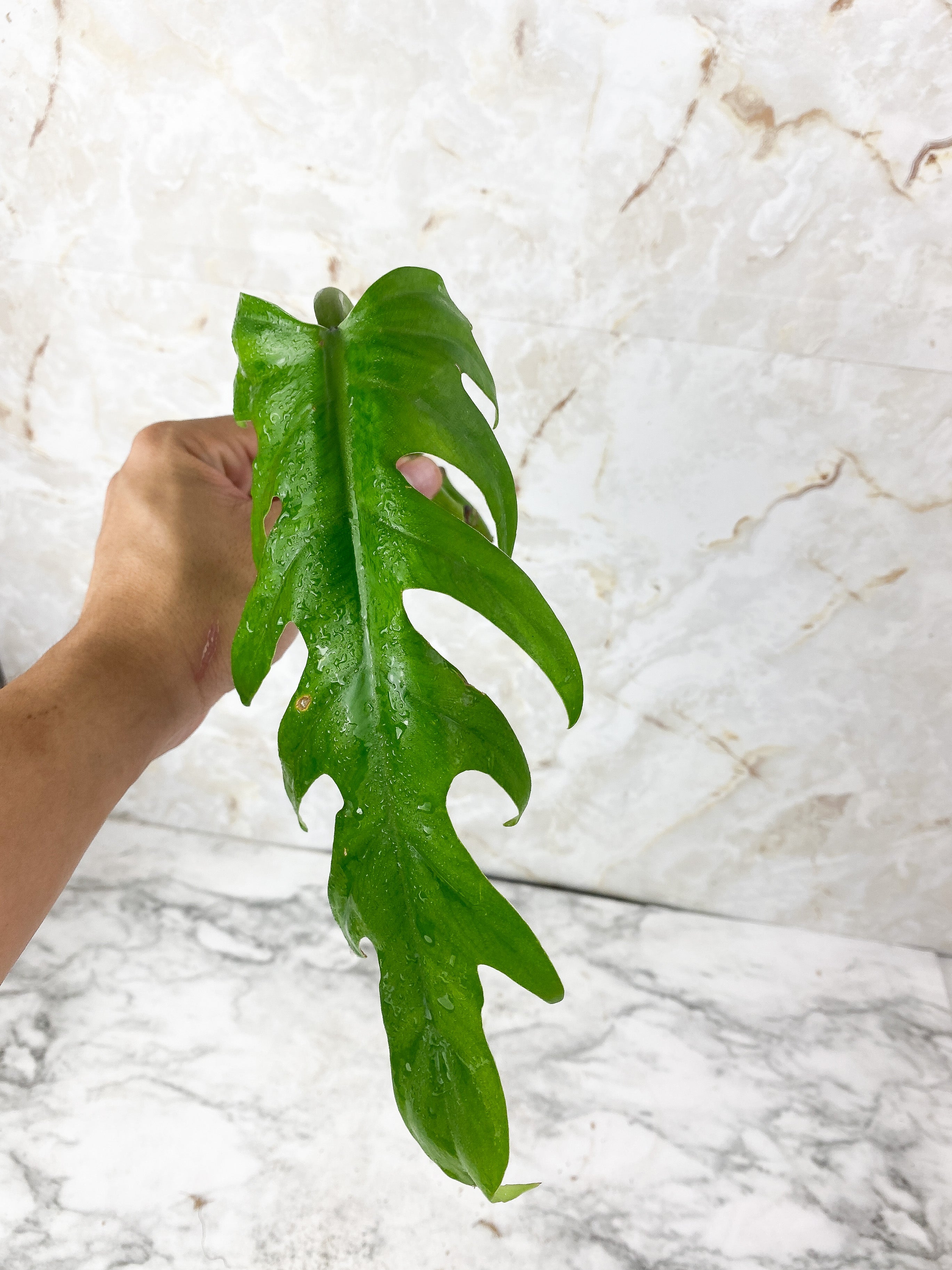 Philodendron Elegans Rooting