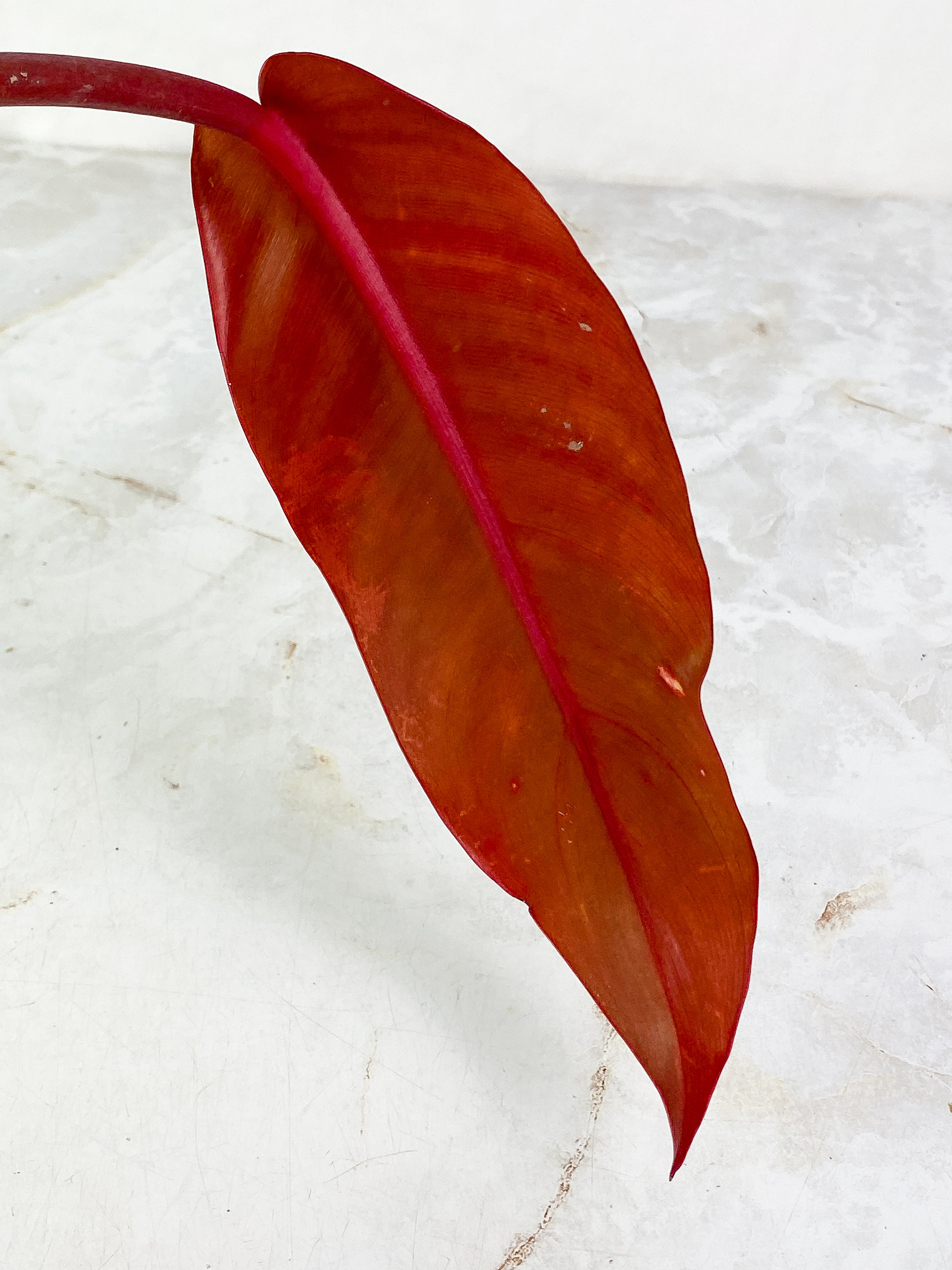 Philodendron  orange marmalade Rooted Top Cutting 1 leaf  1 sprout