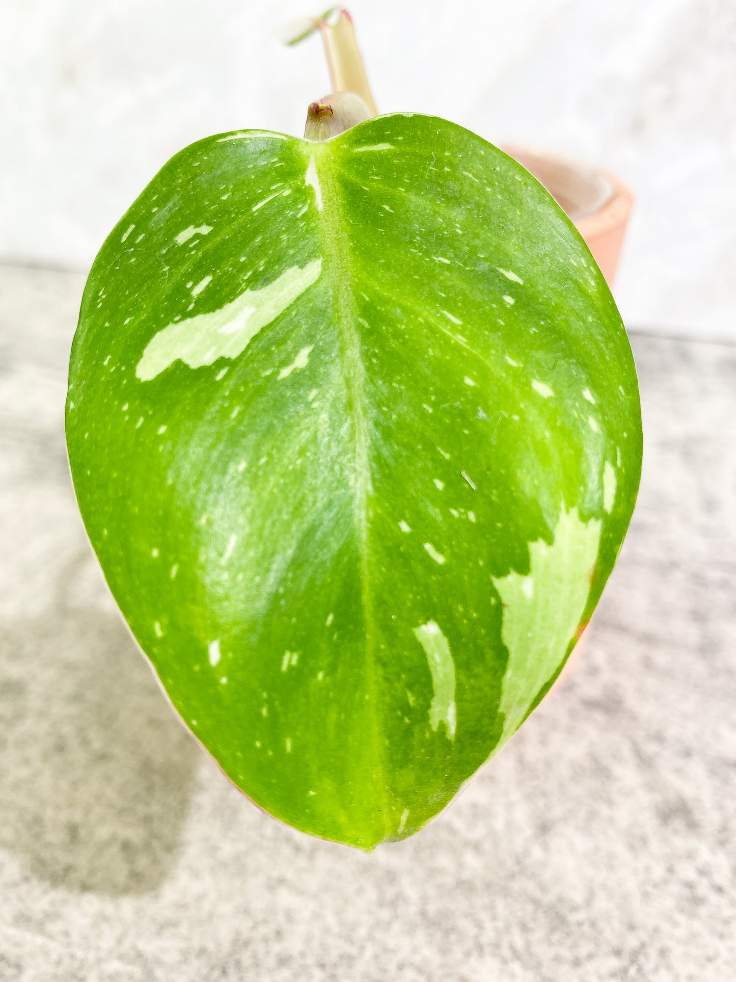 Philodendron White Princess 2 leaves fully rooted