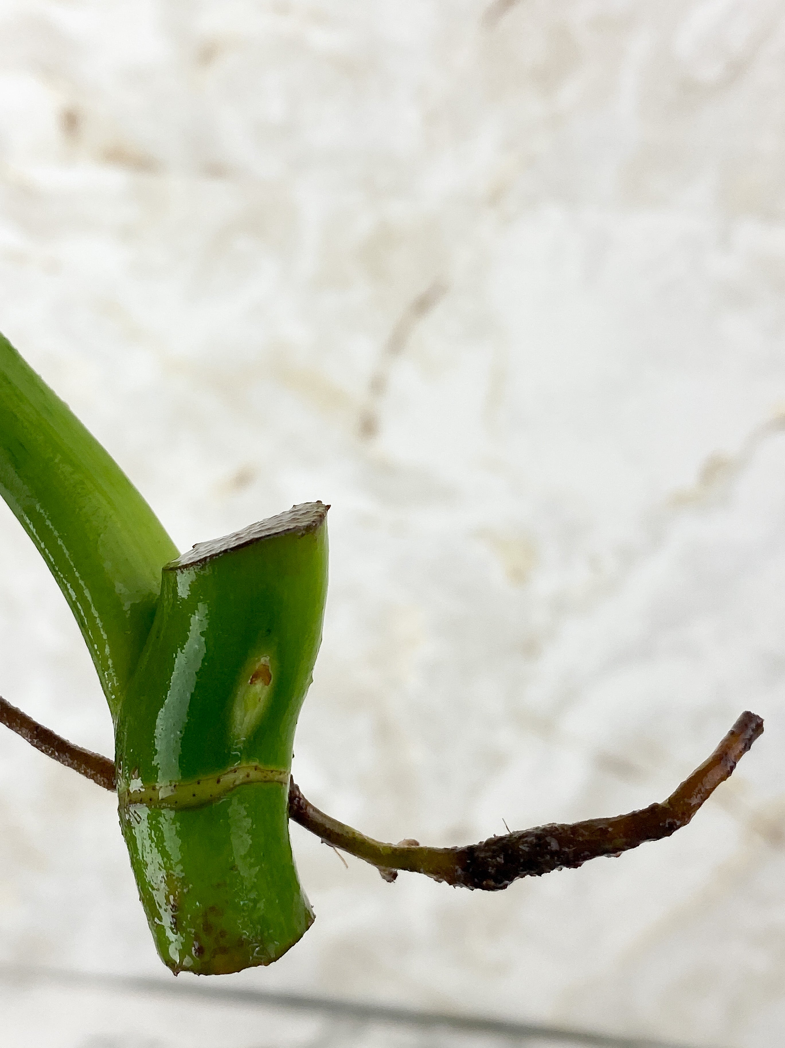 Philodendron Elegans Rooting