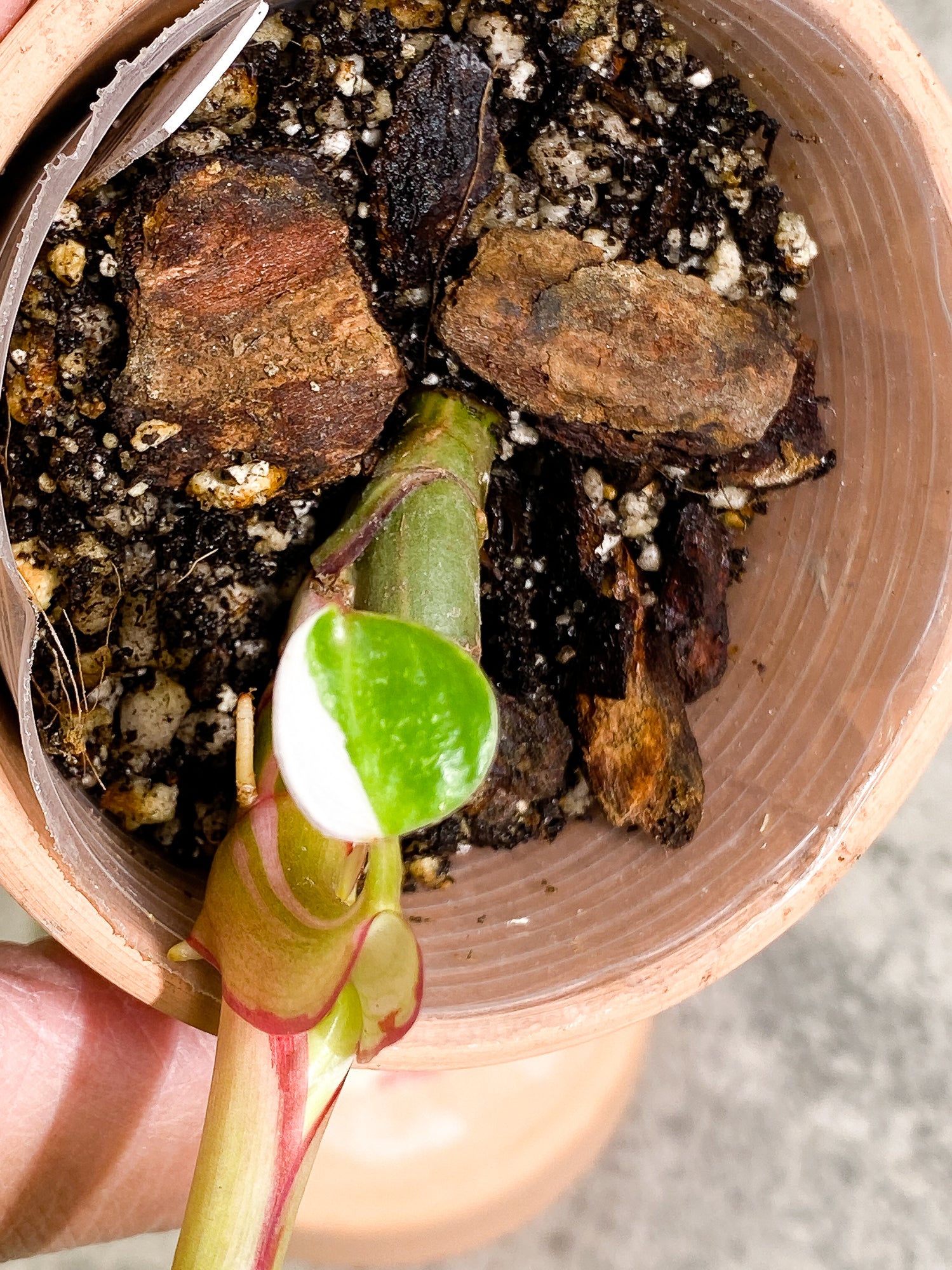 Philodendron White Princess 2 leaves fully rooted