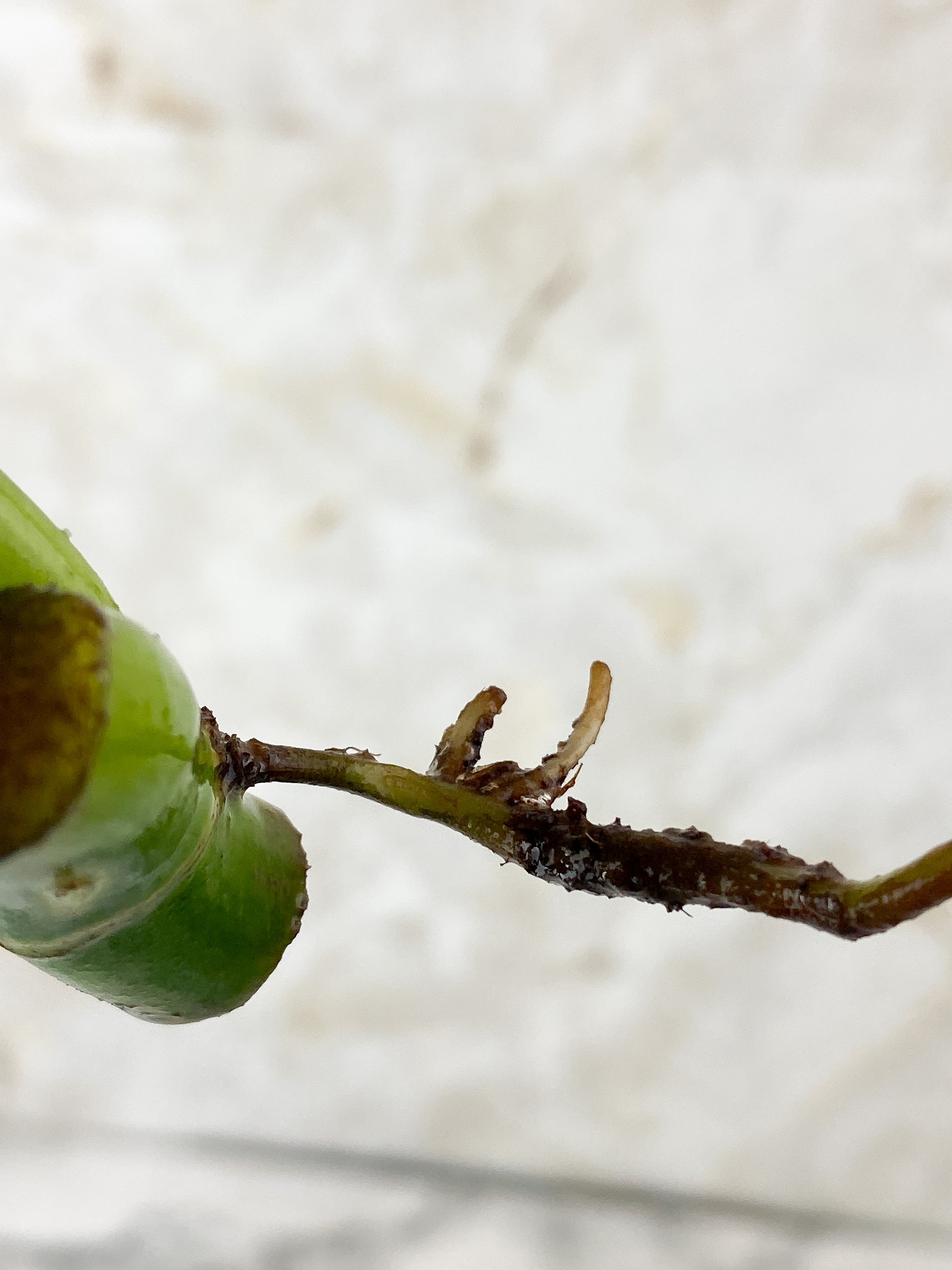 Philodendron Elegans Rooting