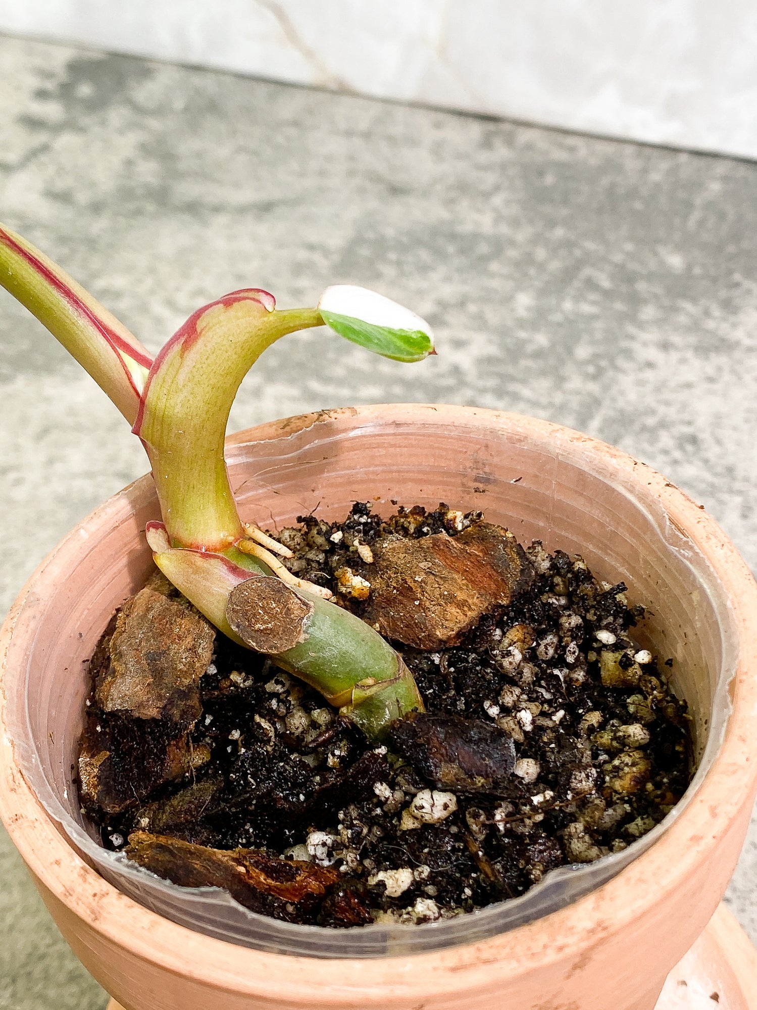 Philodendron White Princess 2 leaves fully rooted