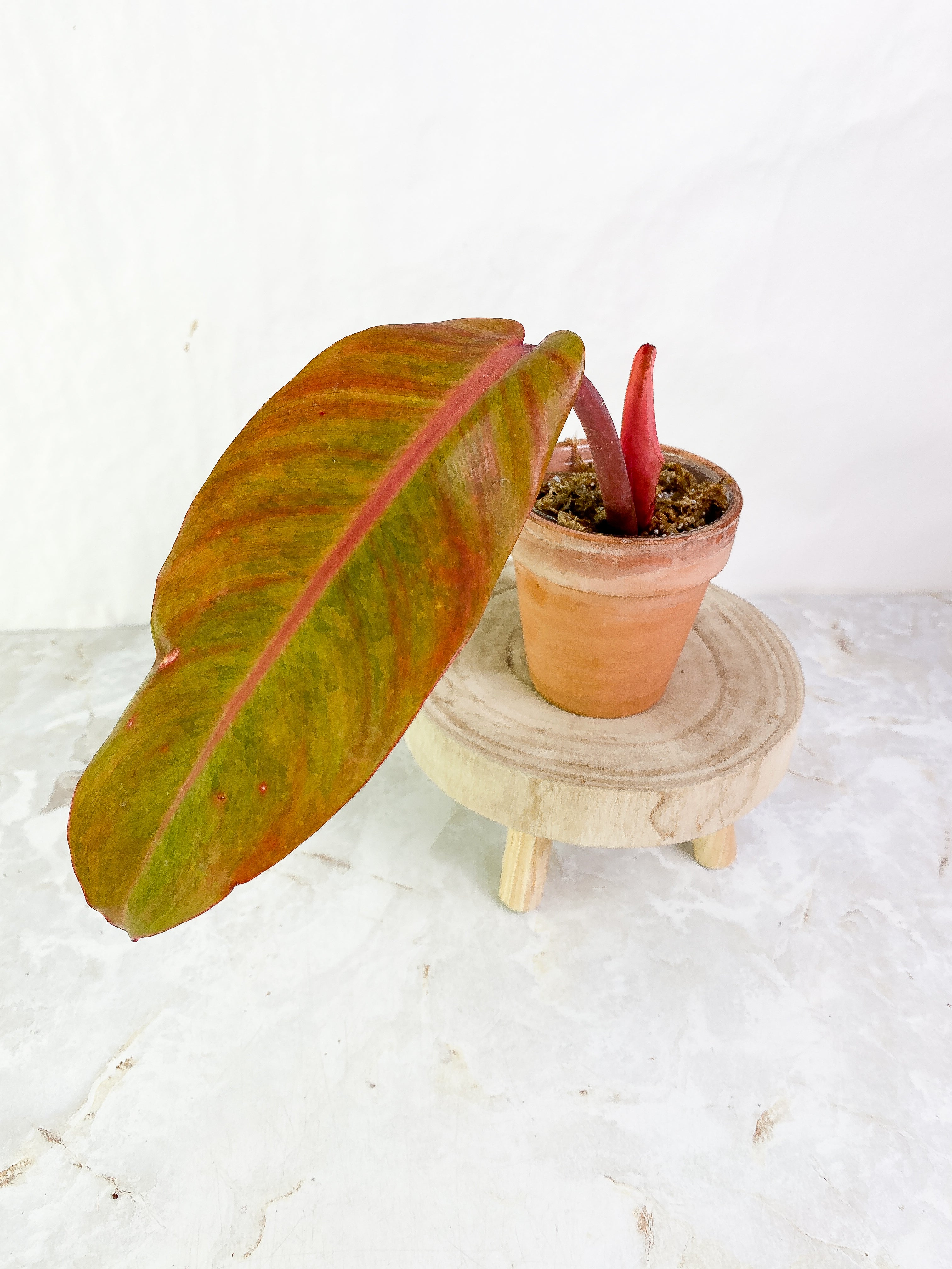 Philodendron  orange marmalade Rooted Top Cutting 1 leaf  1 sprout