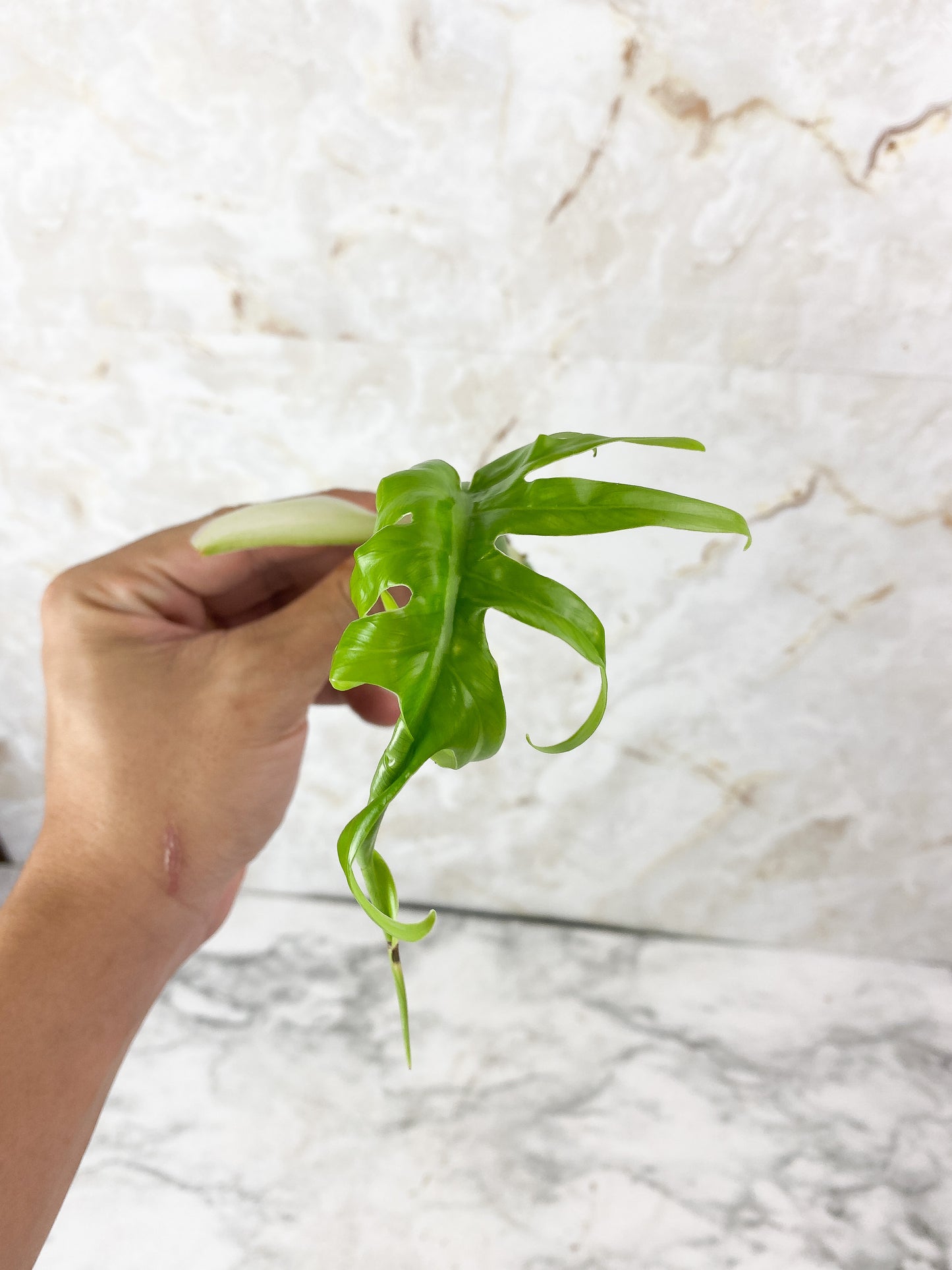 Philodendron Elegans Rooting Top cutting. 1 unfurling leaf 1 sprout