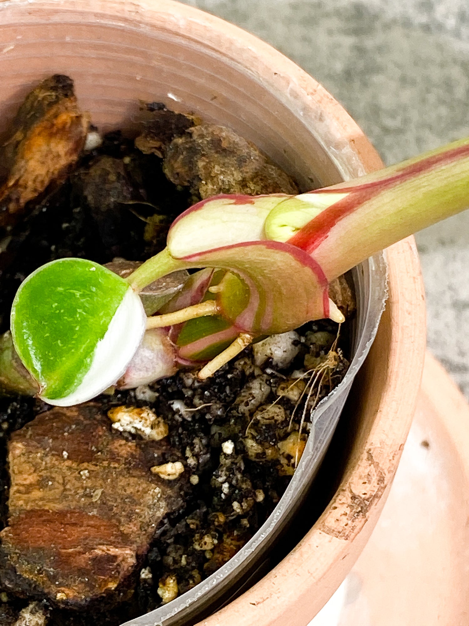 Philodendron White Princess 2 leaves fully rooted