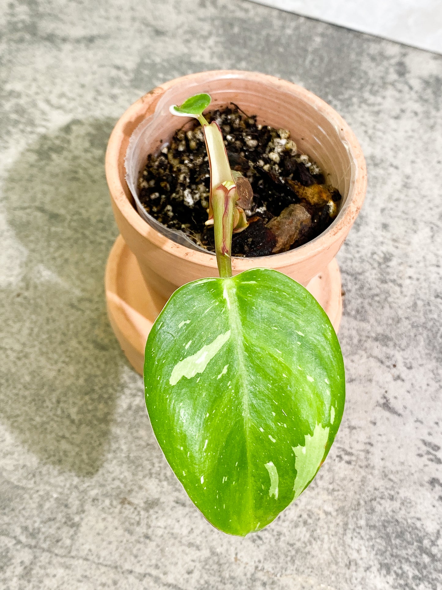 Philodendron White Princess 2 leaves fully rooted