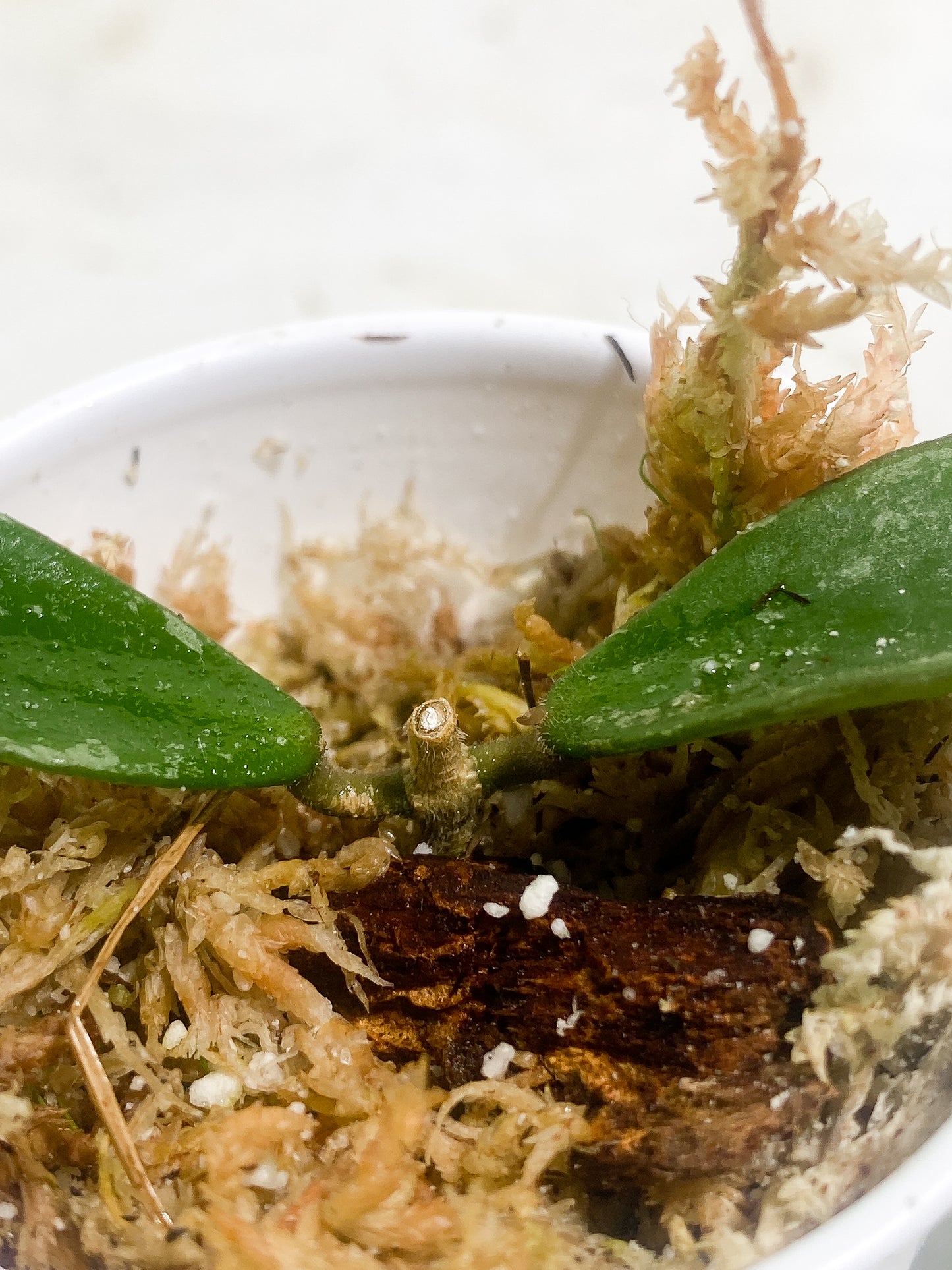 Grower Choice: Hoya phuwuaensis splash 2 leaves Slightly rooted