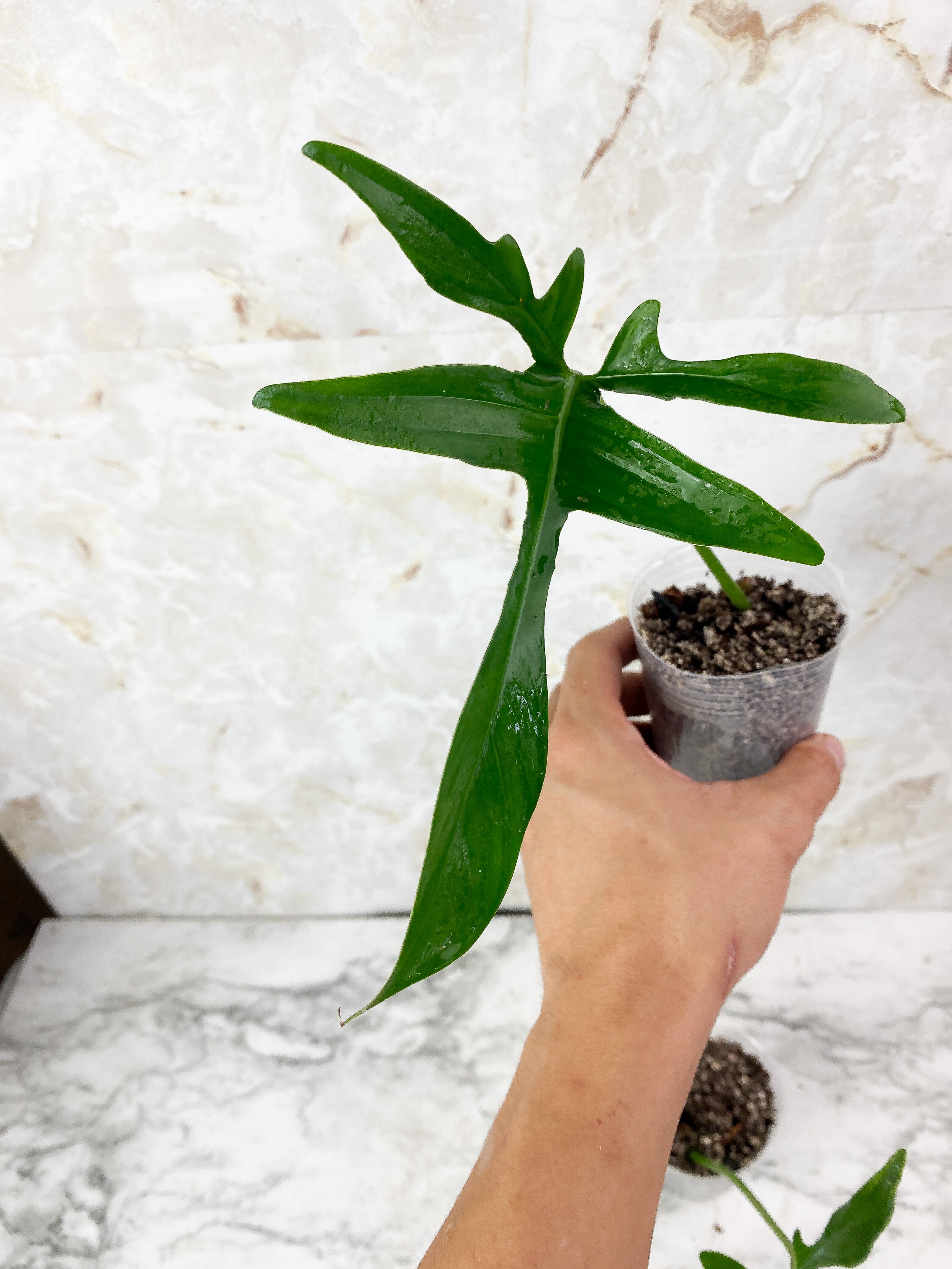 Grower Choice: Philodendron Glad Hand Slightly Rooted
