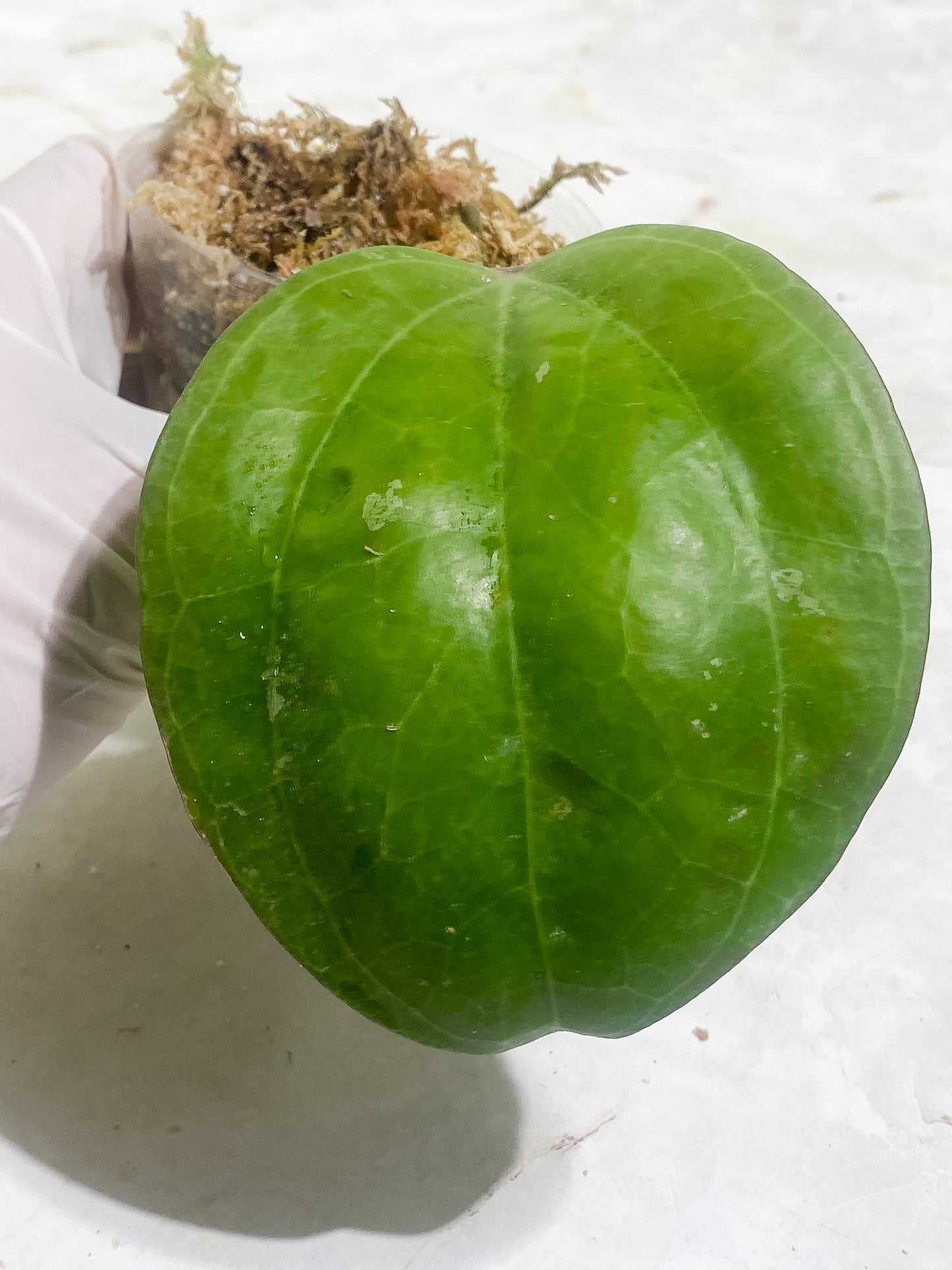 Hoya sarawak 1 leaf Rooted