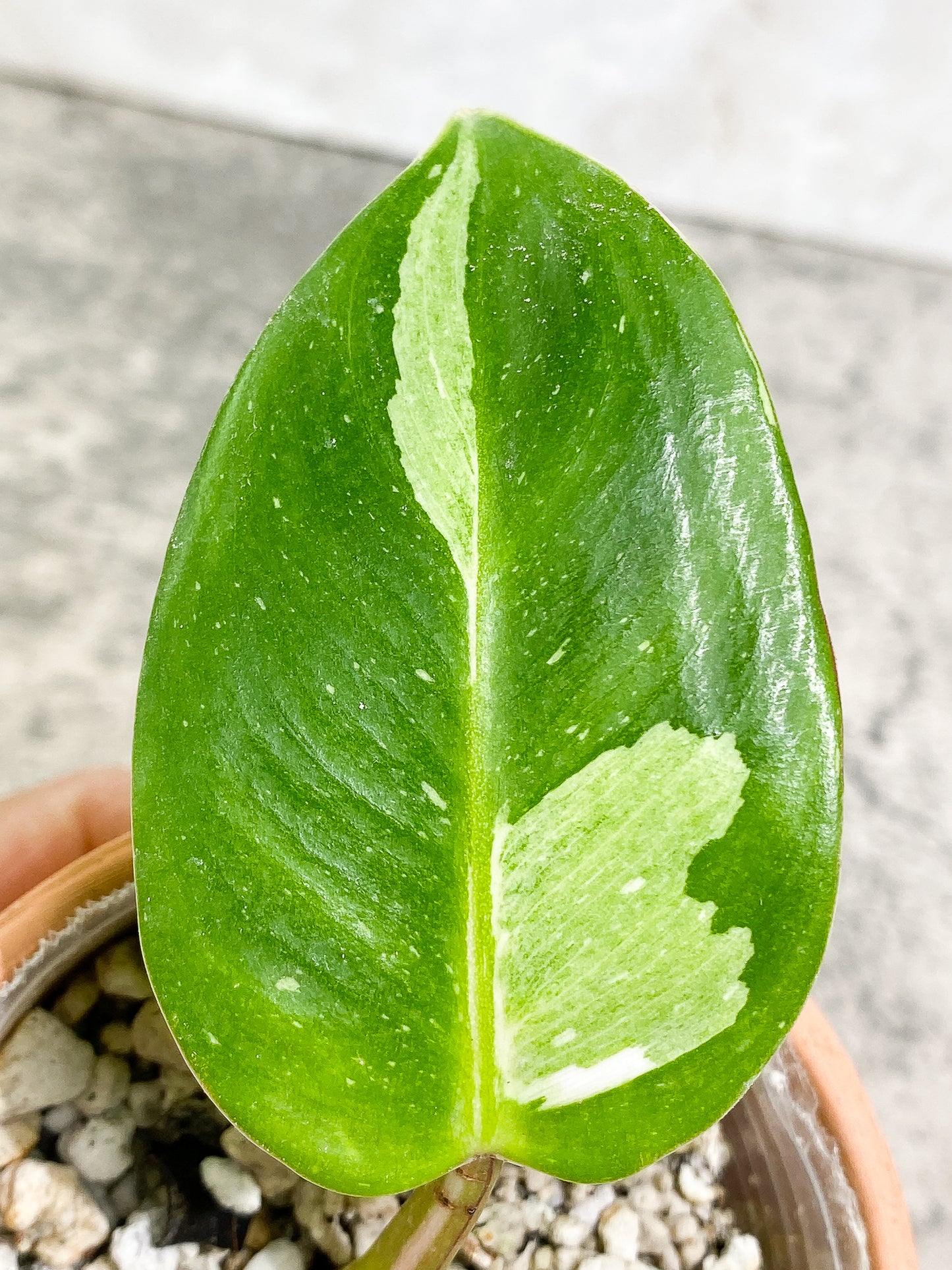 Philodendron White Princess 2 leaves 1 sprout Top Cutting slightly rooted