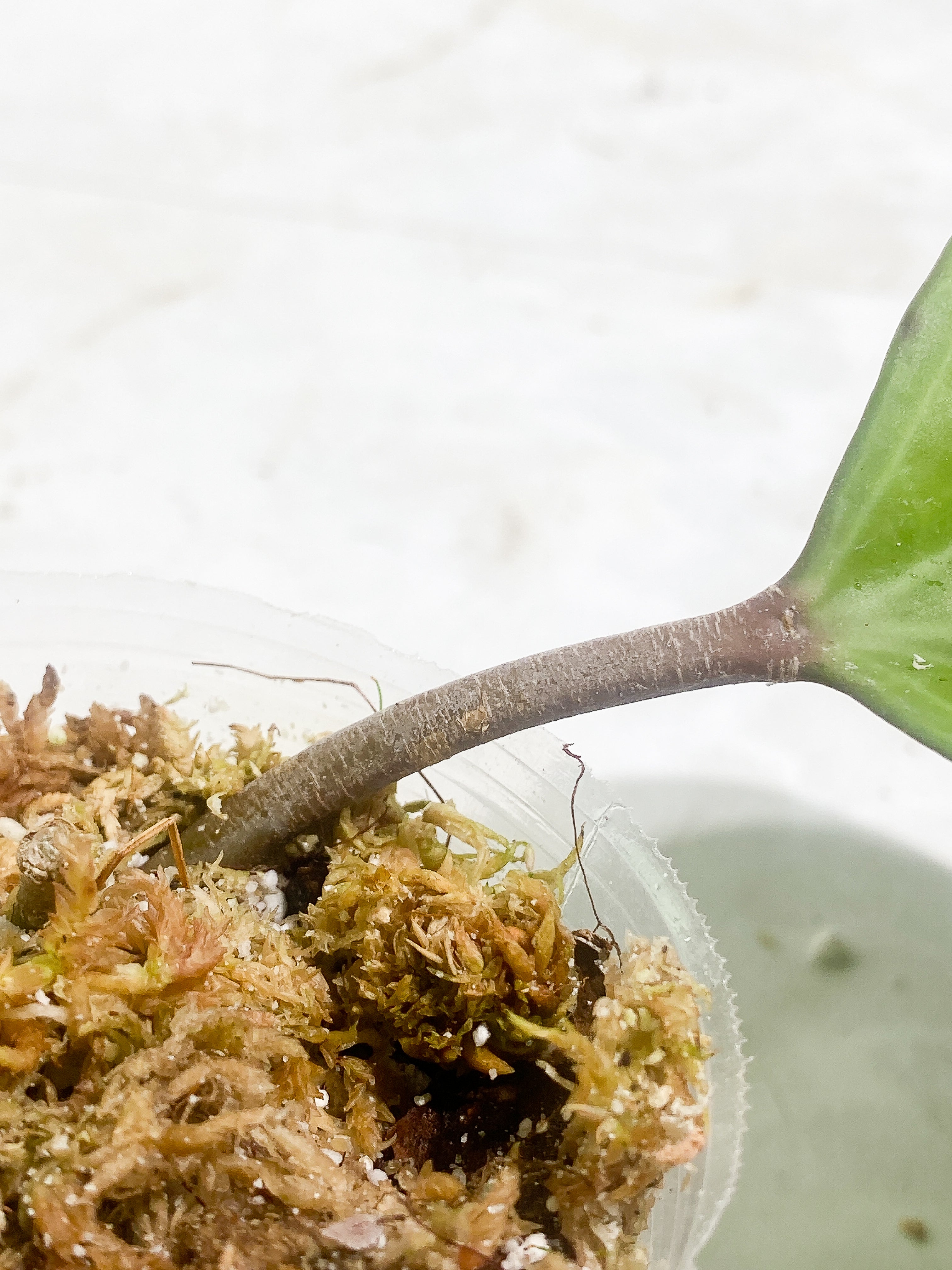 Hoya sarawak 1 leaf Rooted